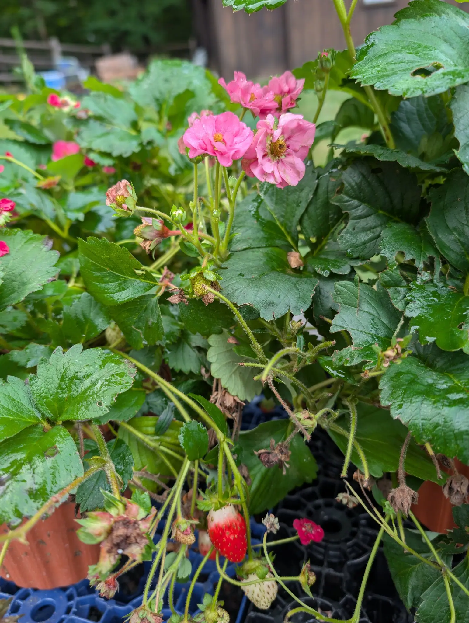 Strawberries flowering on 27 August in doubled rose-pink rather than the usual white, with one berry fully red beneath them and one still white at the shoulder, hanging on hairy stalks over leaves several of them holed clean through.