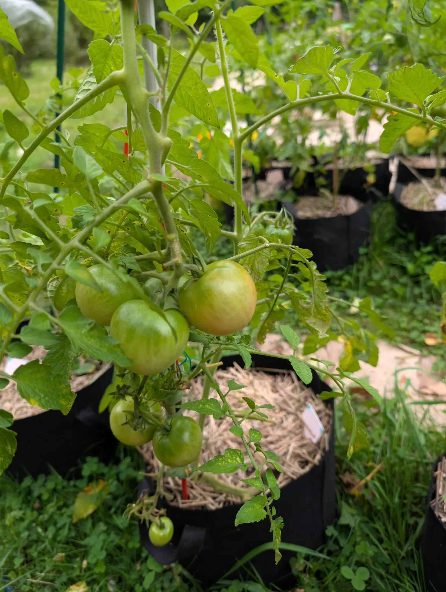 A truss of six Manitoba tomatoes on 27 August, five of them still green and the sixth turning at the front — yellow overall with pink already showing at its blossom end — under compound leaves flecked with dark spots.