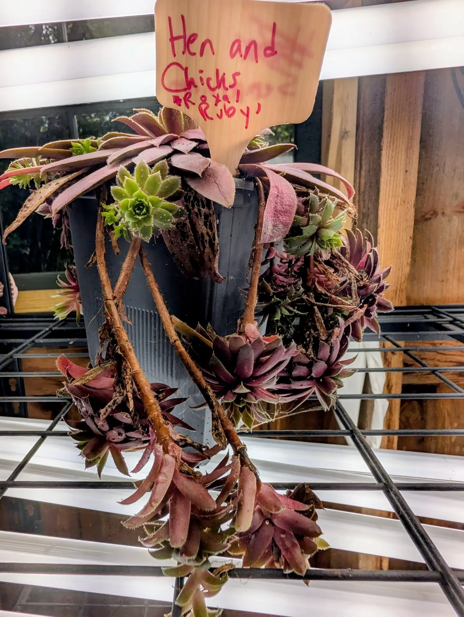 A Royal Ruby sempervivum on 27 August, its rosettes deep wine-red and fading to green at the centers, every leaf edged in fine hairs, with small offsets trailing far out on long woody stolons across the shelf beside it.