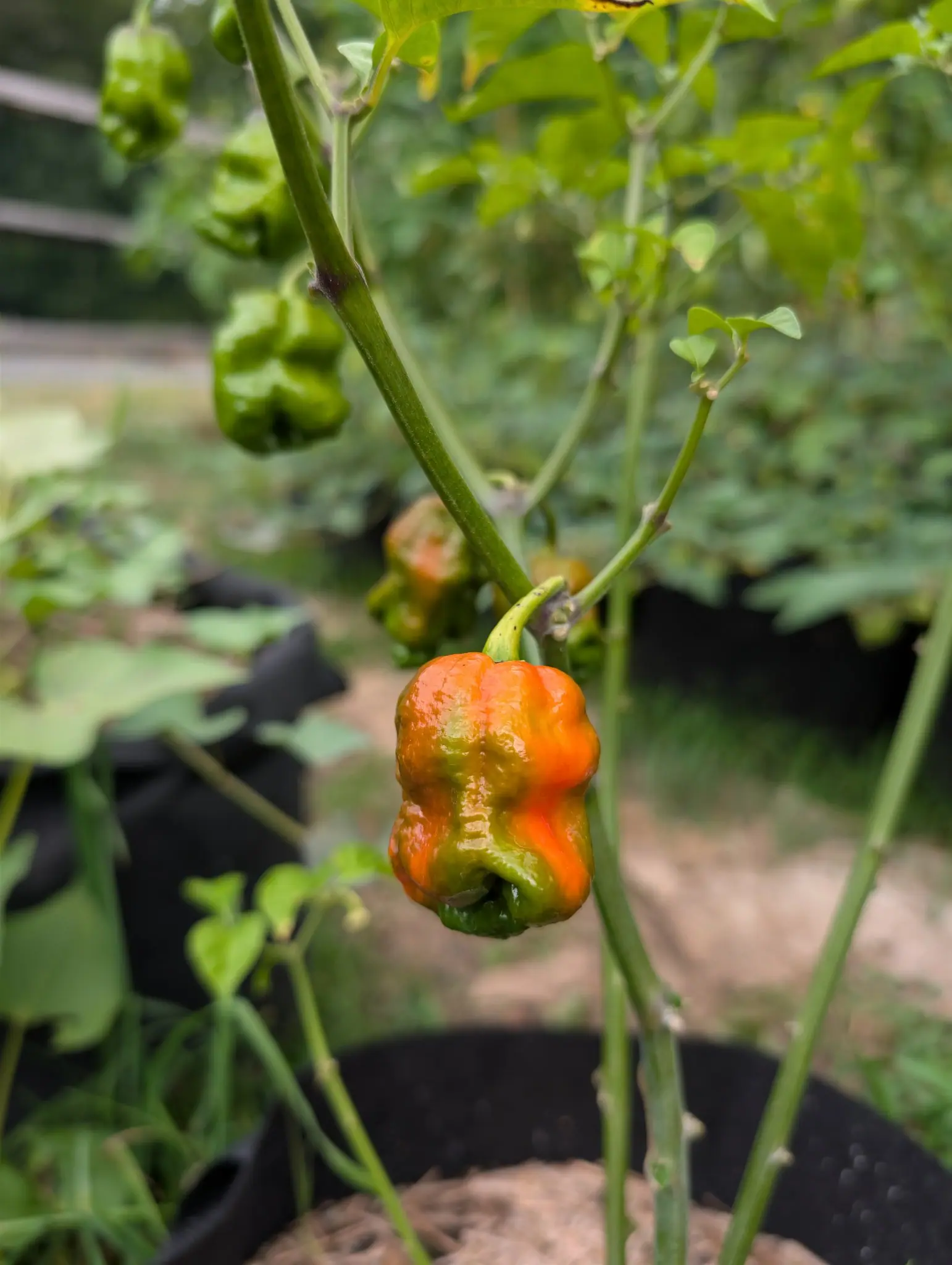 An Armageddon chili on 27 August, squat and lobed and ripening in patches rather than by ends — green to olive to bright orange all on one wrinkled surface — with three above it still wholly green on purple-jointed stems.