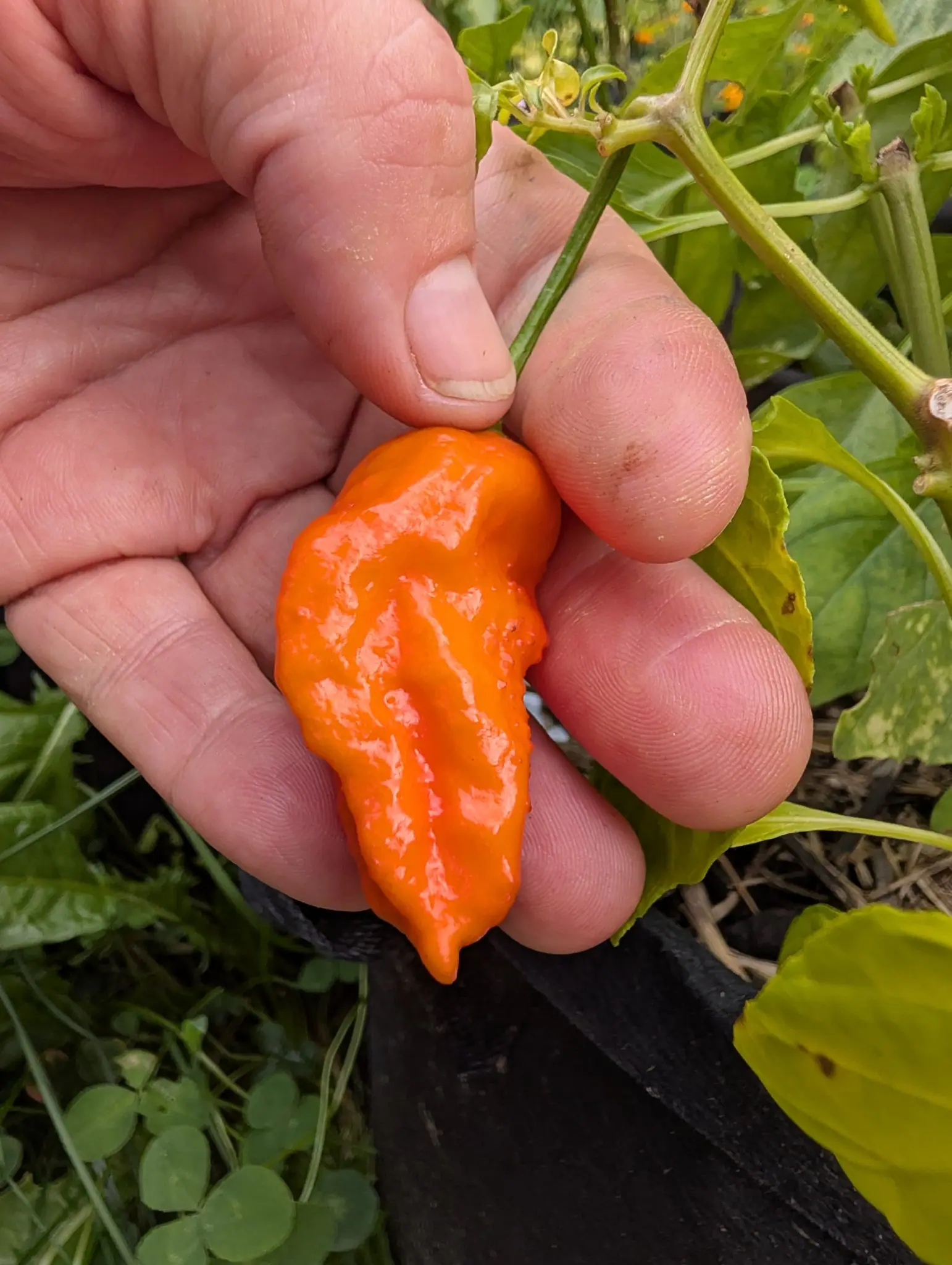 A Ghost chili on 27 August, held in the hand still attached to its stalk — brilliant orange and glossy, the whole surface gathered into deep irregular folds and drawn down to one small pointed tip — with marigolds out of focus behind.