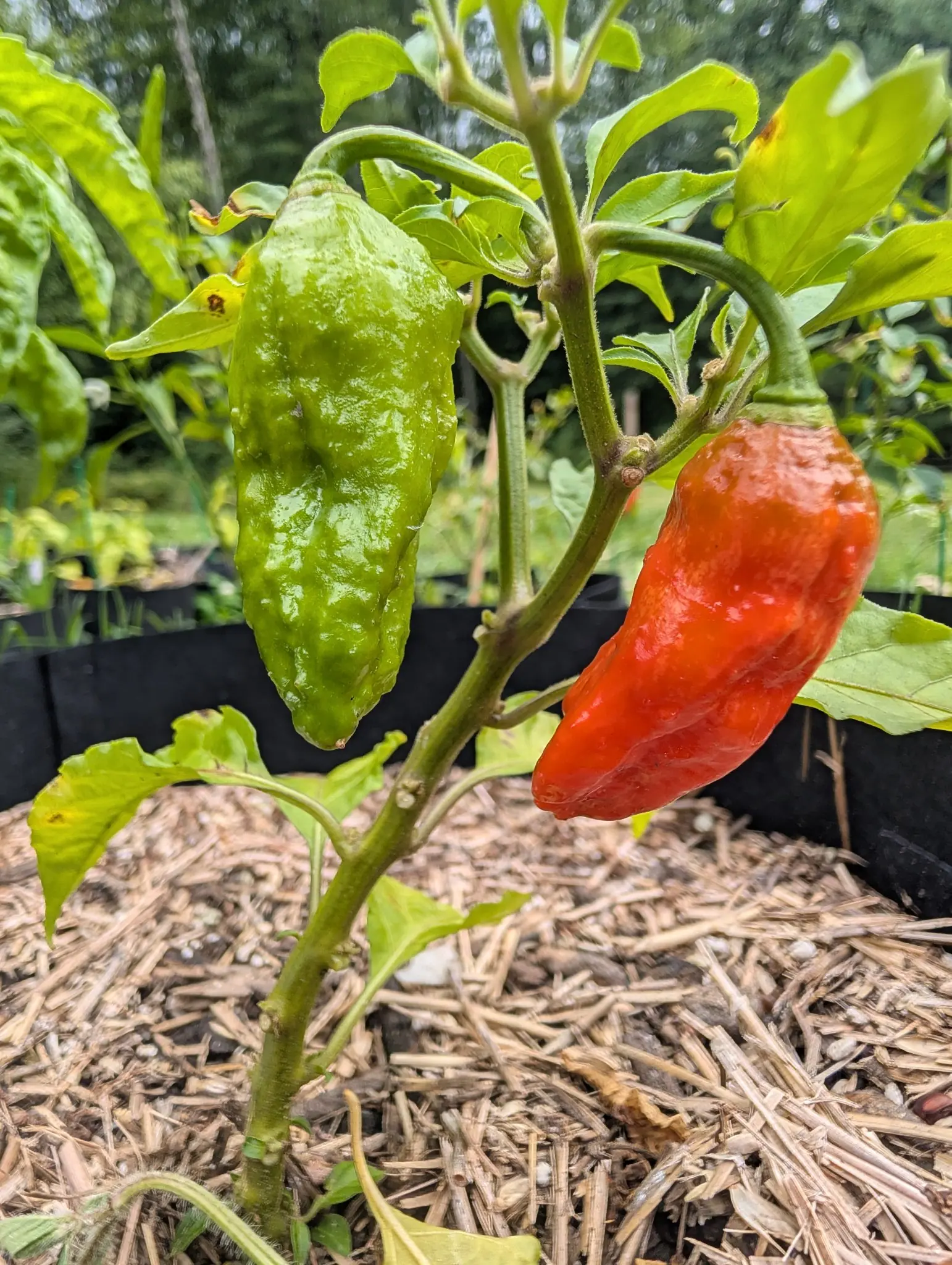 Two Ghost chilies on the same plant on 27 August, one gone fully scarlet and the other still pale green, both puckered along their whole length to a blunt end, with the leaves around them yellowing from the edges in and woodland soft behind.