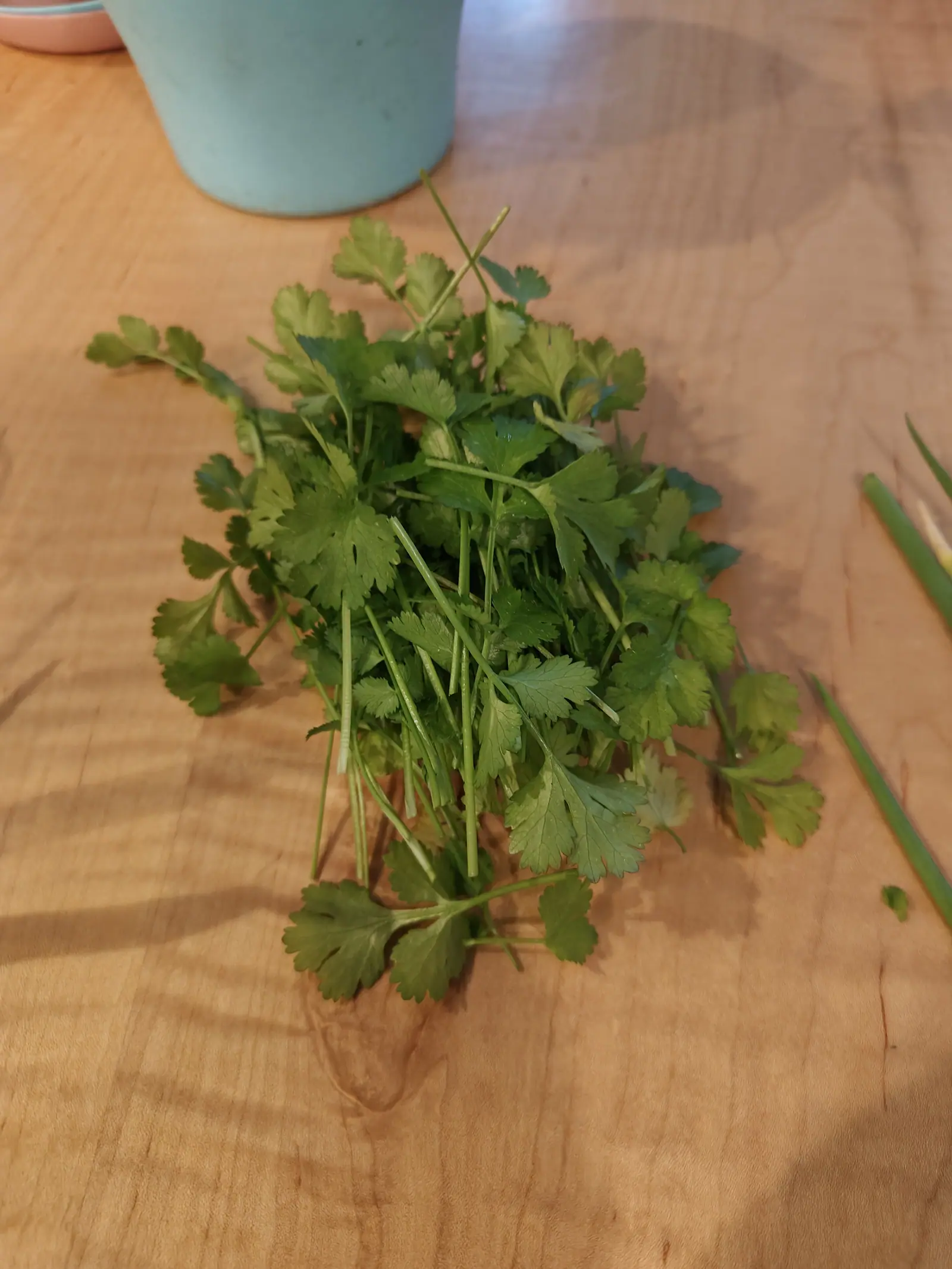 A cut bunch of cilantro on 7 June, piled every which way on the butcher block so the leaves fan out around the edge — each divided into three, the end leaflet fan-shaped and scalloped into rounded blunt lobes, in warm indoor light.