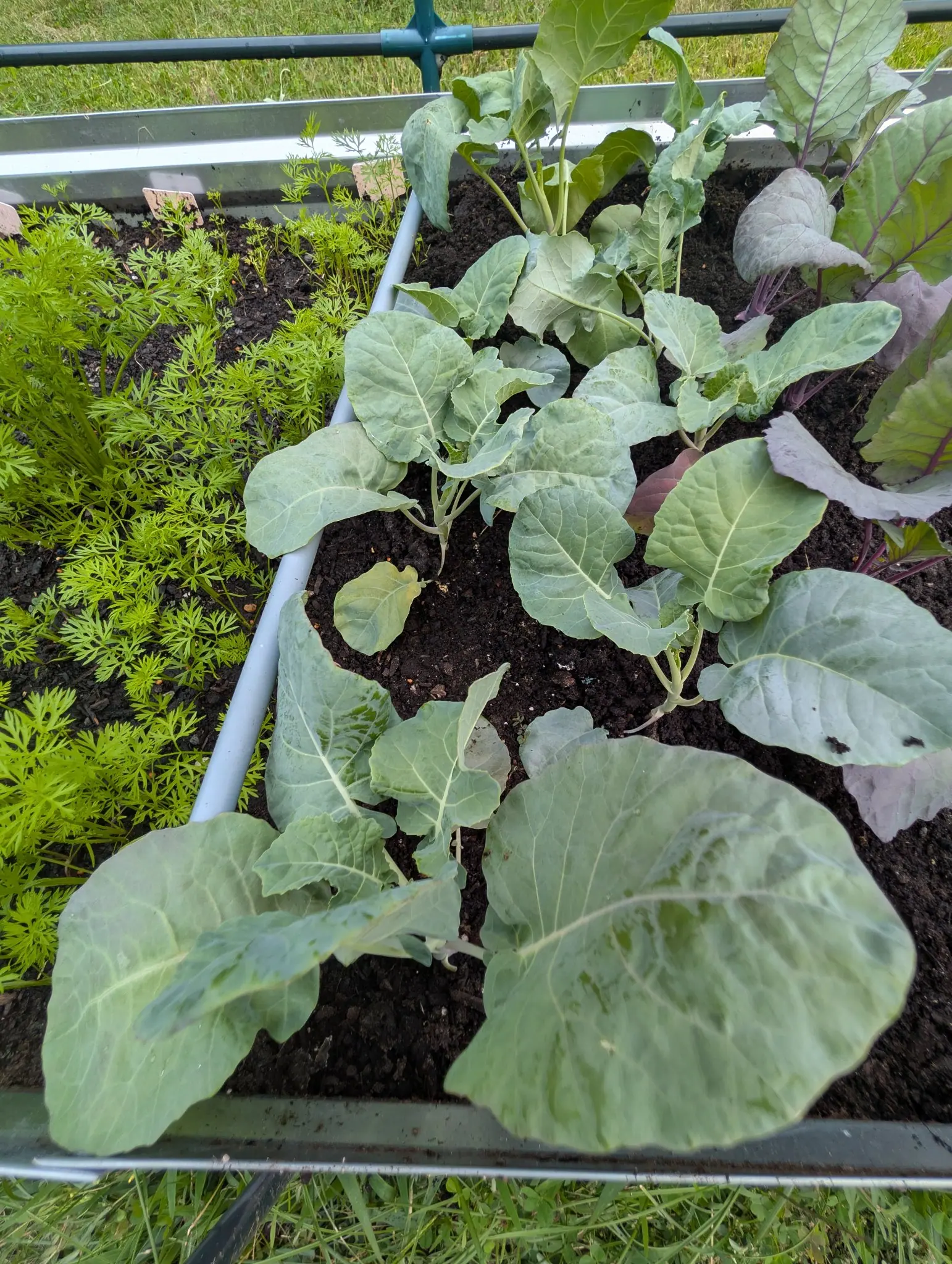 Looking down into a galvanized bed on 27 August: young brassicas with broad blue-green waxy leaves and pale midribs, purple-stemmed ones among them at the right, and ferny carrot tops filling the left third. Nothing has headed yet.