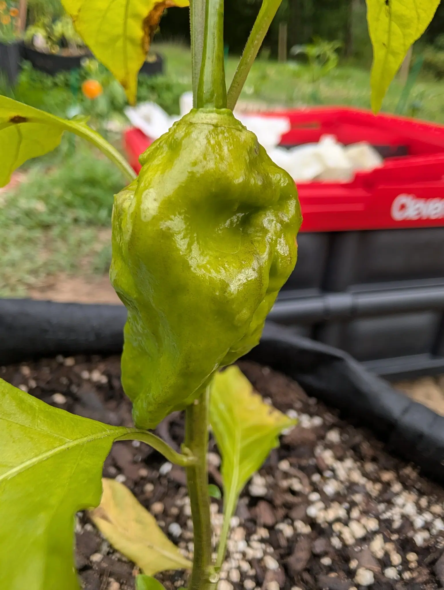A Ghost chili on 27 August, still pale yellow-green and puckered deeply down one side only, hanging from a thick stem off a dimpled shoulder, with a red garden wagon standing out of focus on the grass behind it.