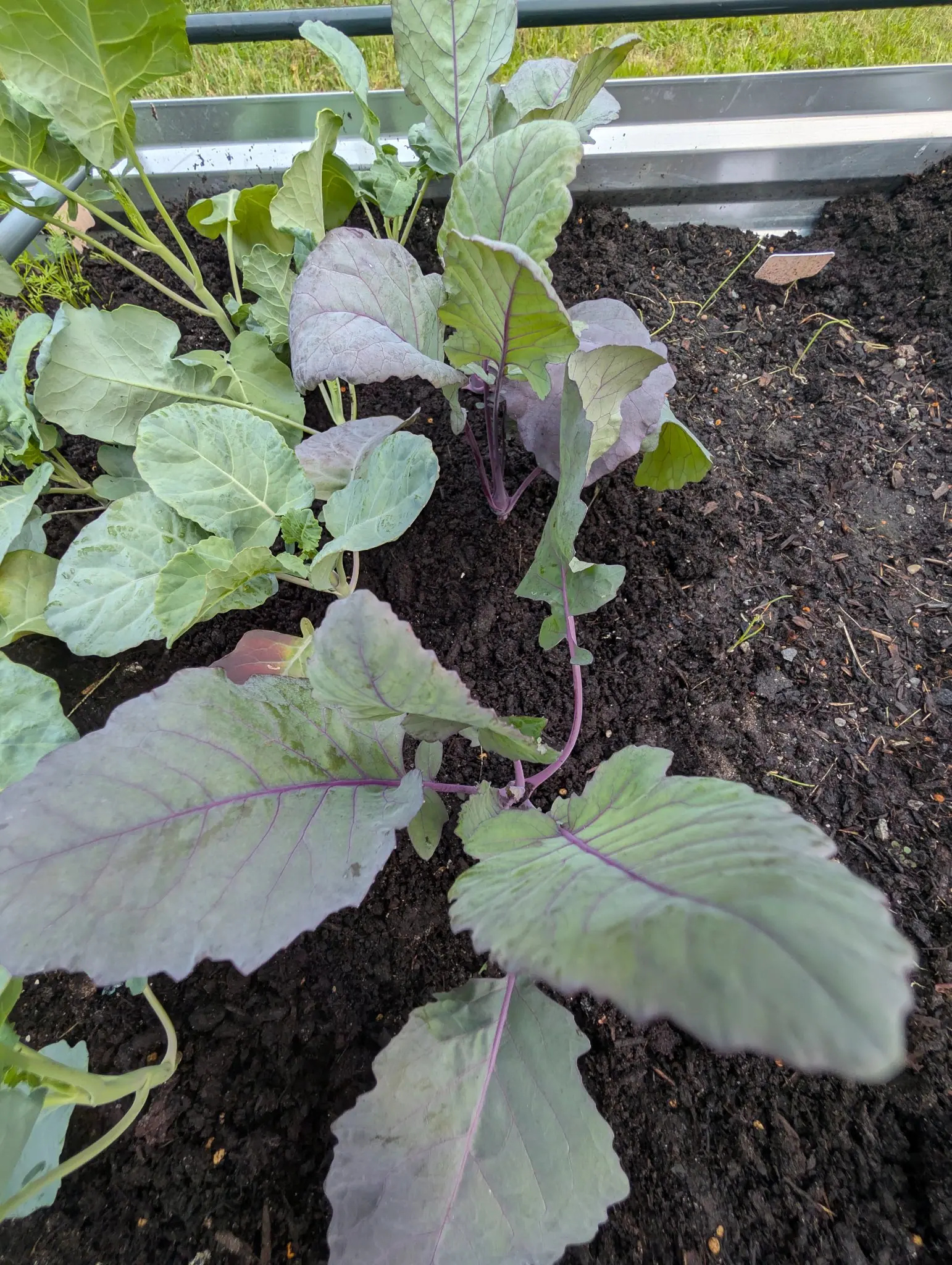Purple Vienna kohlrabi on 27 August, stems and leaf veins a hard violet against gray-green blades, and on the middle plant the stem base has begun to swell into a smooth purple globe sitting right on the soil with its leaf stalks rising off the top.