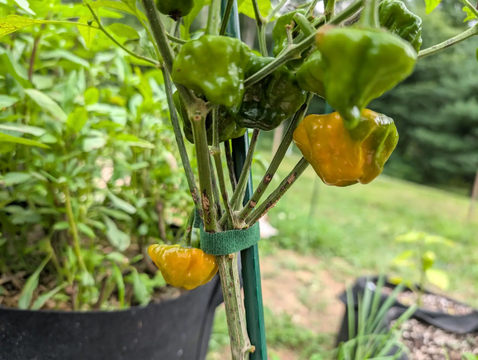 Jamaican Yellow Mushroom peppers clustered on one plant on 27 August, each broad and crumpled at the shoulder and pinched to a small blunt tip, four of them still deep green and two ripened through to a glossy amber-orange, with mown grass running away beyond.