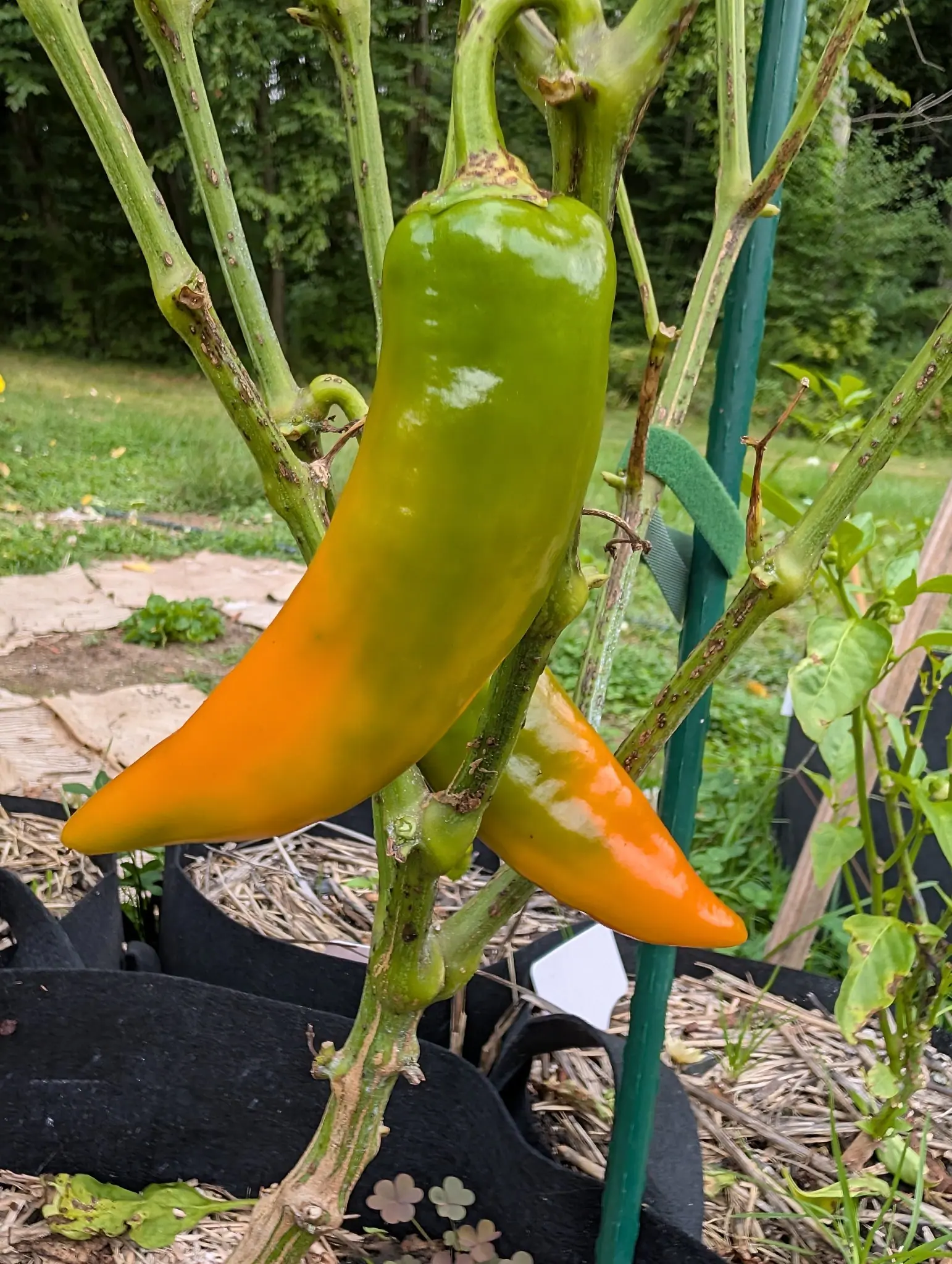 Two Bulgarian Carrot chilies on 27 August, each tapering evenly from a broad shoulder to a sharp point and coloring tip-first — bright orange at the point, gold through the middle, still green up at the stem — on woody jointed stems.
