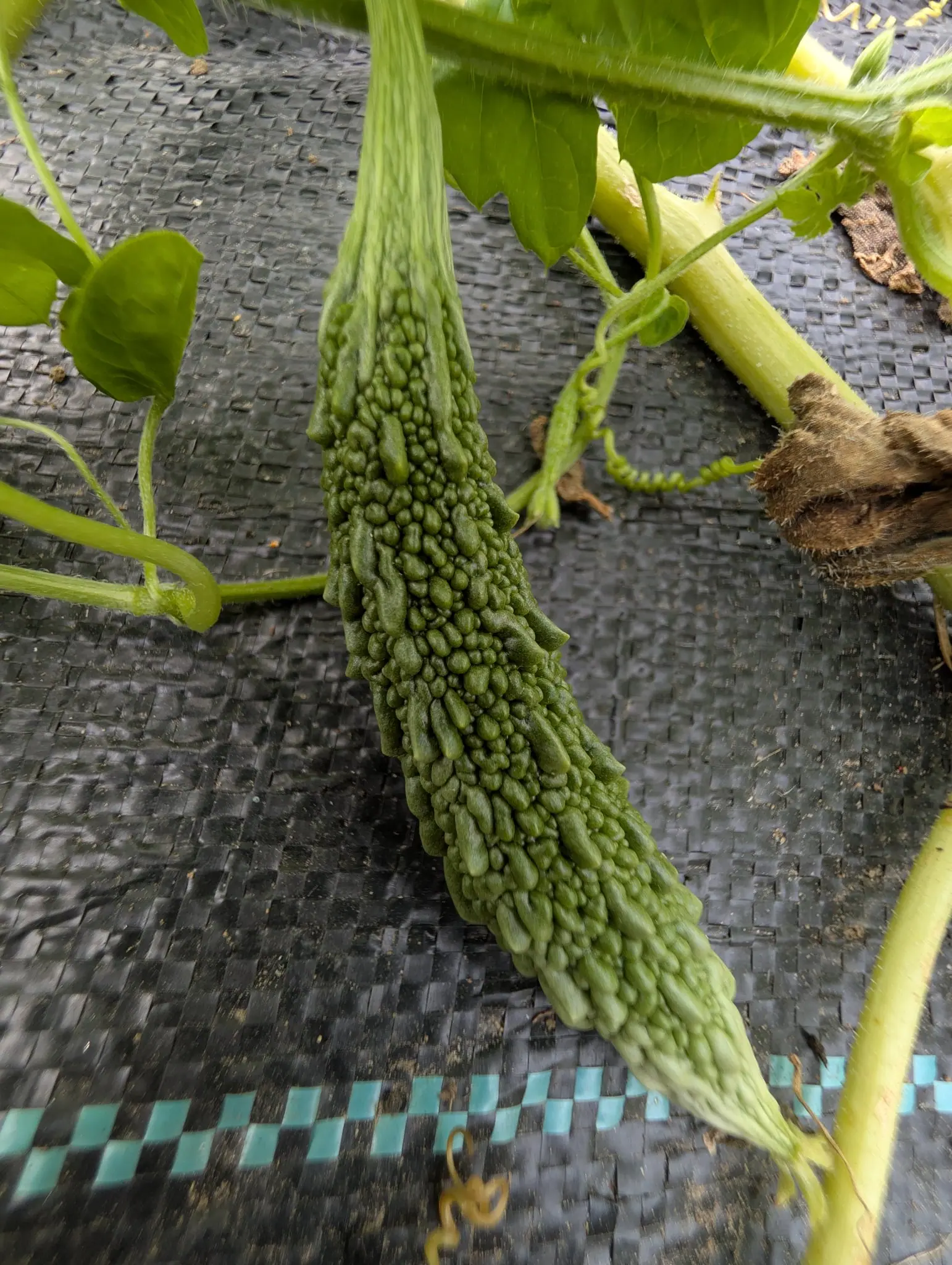 A bitter melon on 27 August, deep green and ridged the whole way down in raised warts and blunt tubercles that fade out at a pale point, lying where the vine left it with fine coiled tendrils running past on either side.