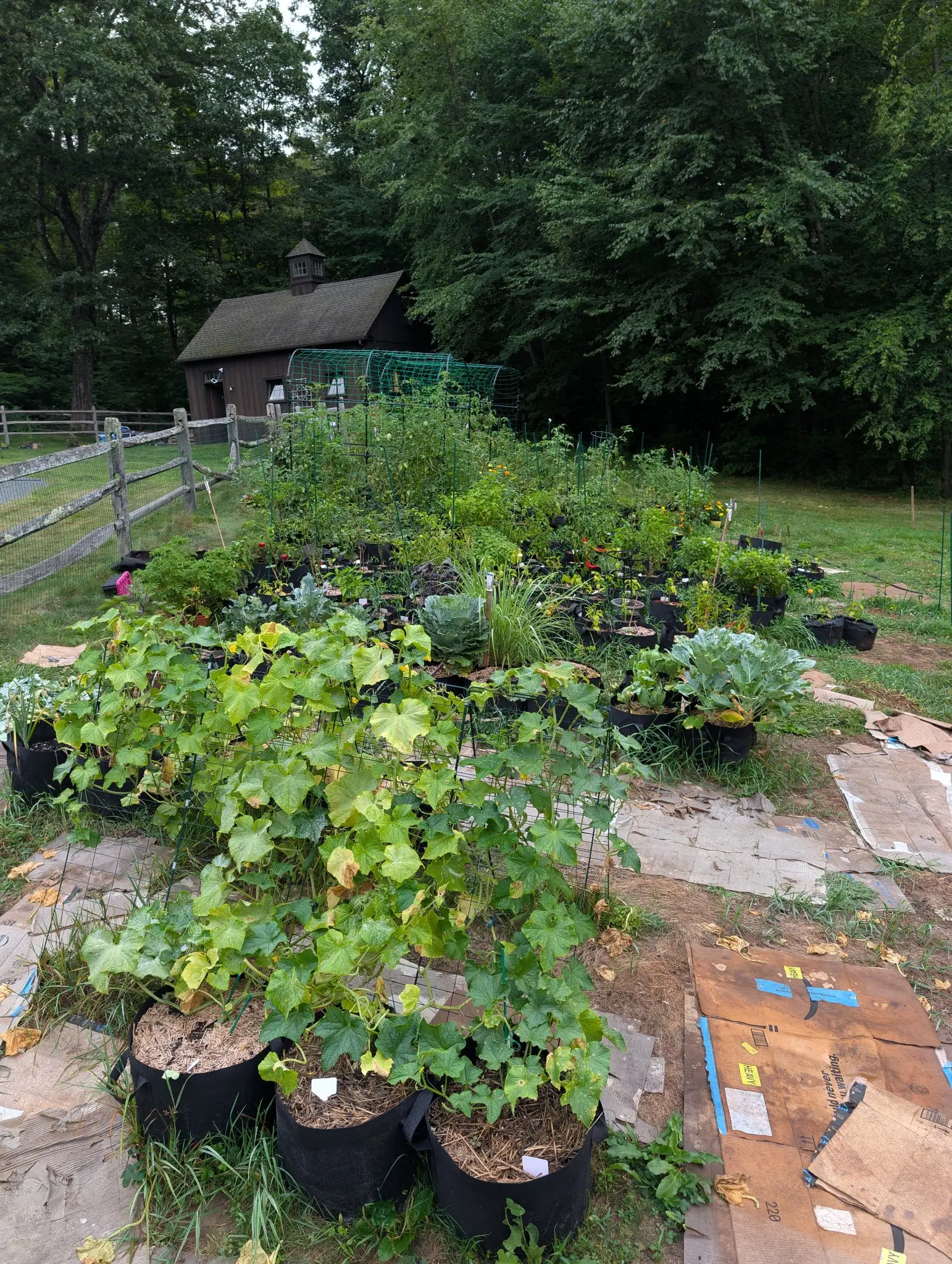 The whole garden at dusk on 27 August, cucumber vines sprawling out over the foreground and a lone cabbage away among the squash and lemongrass, with a dark shingled barn and its white cupola standing off behind it all, framed in mature trees.