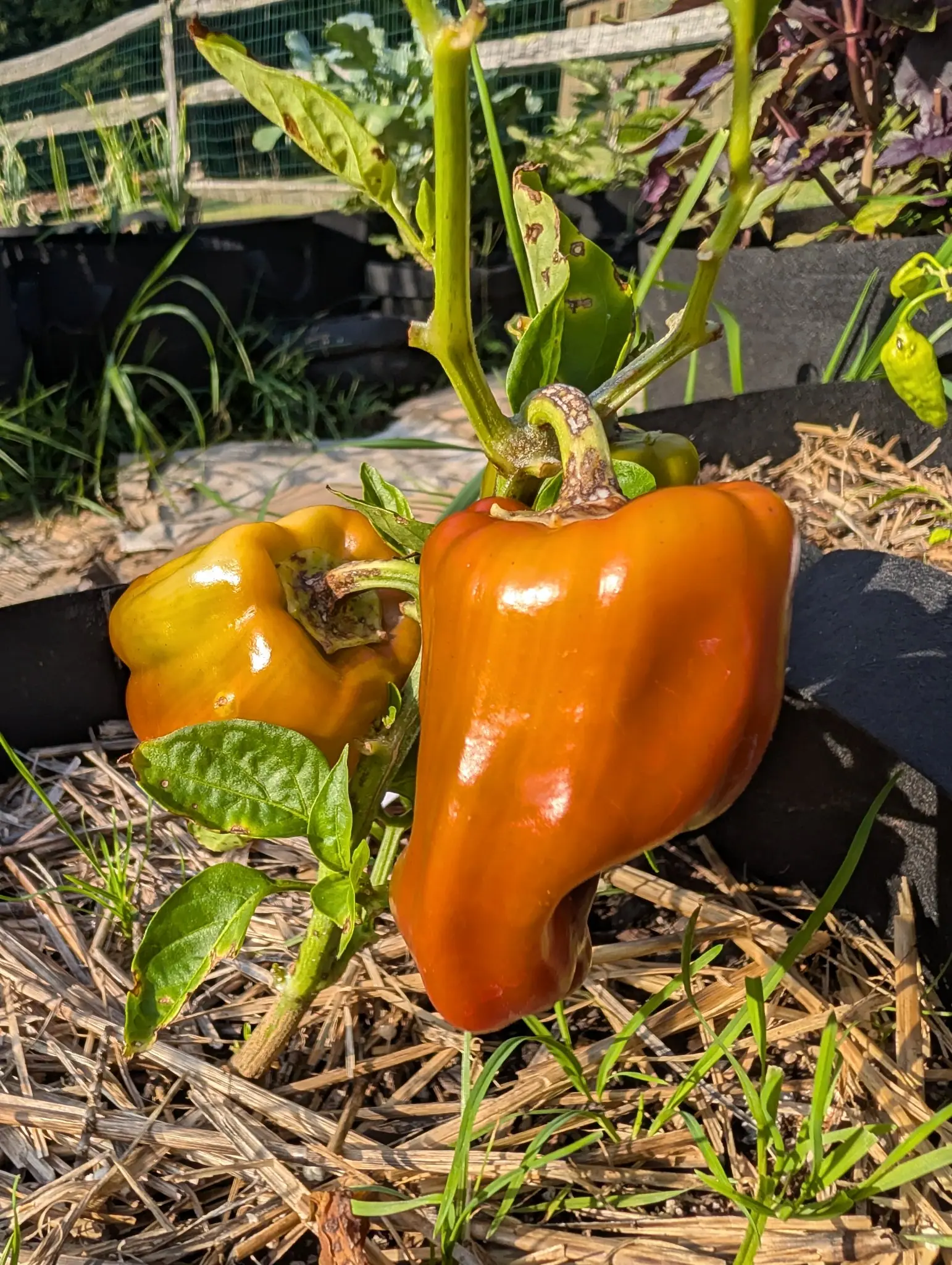 Two Carmen peppers on 28 August, blocky at the shoulder and tapering to a lobed blunt point, one ripened to a deep glossy orange-red and the other still yellow-gold with green in it, under leaves blotched with pale rings.