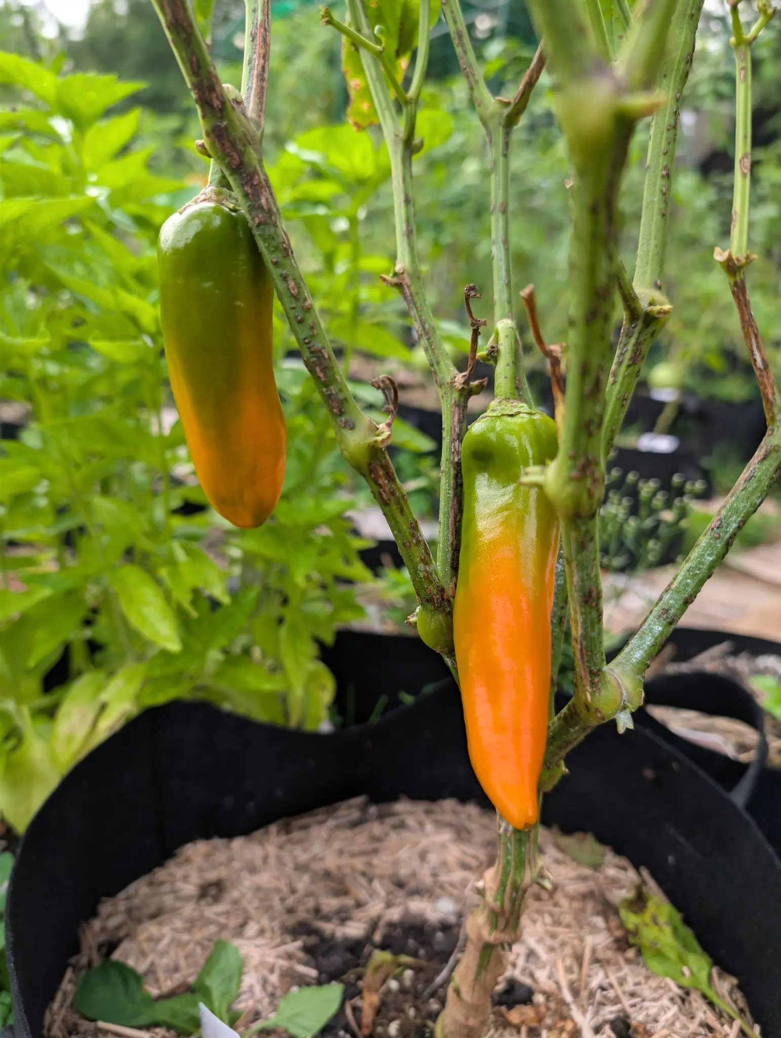 Two Bulgarian Carrot chilies on 28 August, blunt-tipped and banded in three colors at once — green at the shoulder, yellow across the middle, strong orange over the lower half — with small green ones still setting behind them on scarred pale stems.