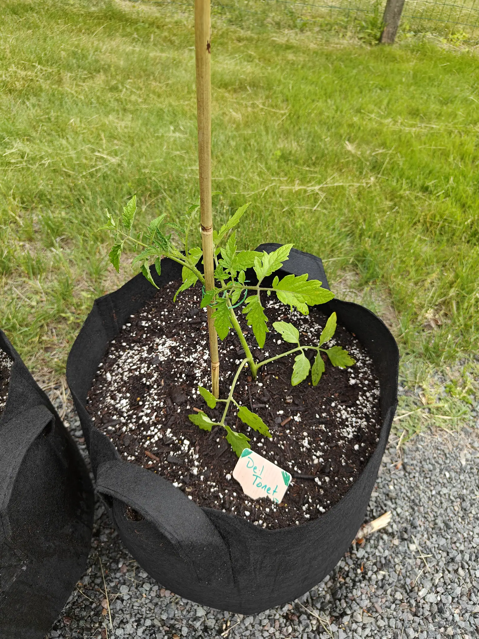 A Del Tonet tomato on 7 June, leaning off to one side, its light yellow-green leaves fringed with fine white hairs along every margin and rib and speckled here and there with small dark flecks, the grass behind it bleached right out in the flat overcast.