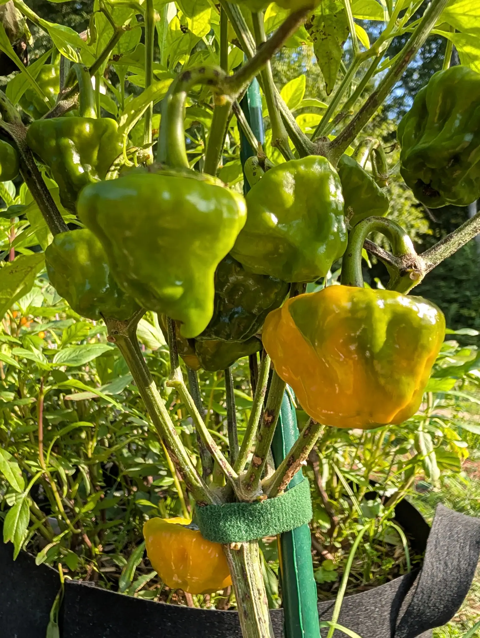 A cluster of Jamaican Yellow Mushroom peppers on 28 August, crumpled broad at the shoulders and pinched to a blunt point, most of them still deep green with one gone glossy amber-orange and a second turning below it on scarred woody stems.