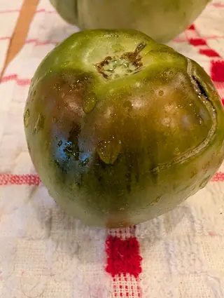 A Manitoba tomato indoors on 29 August, still mostly green but bronzing across one shoulder and beaded with water, a long healed split curving down its side and the dried star of the calyx scar left at its crown.