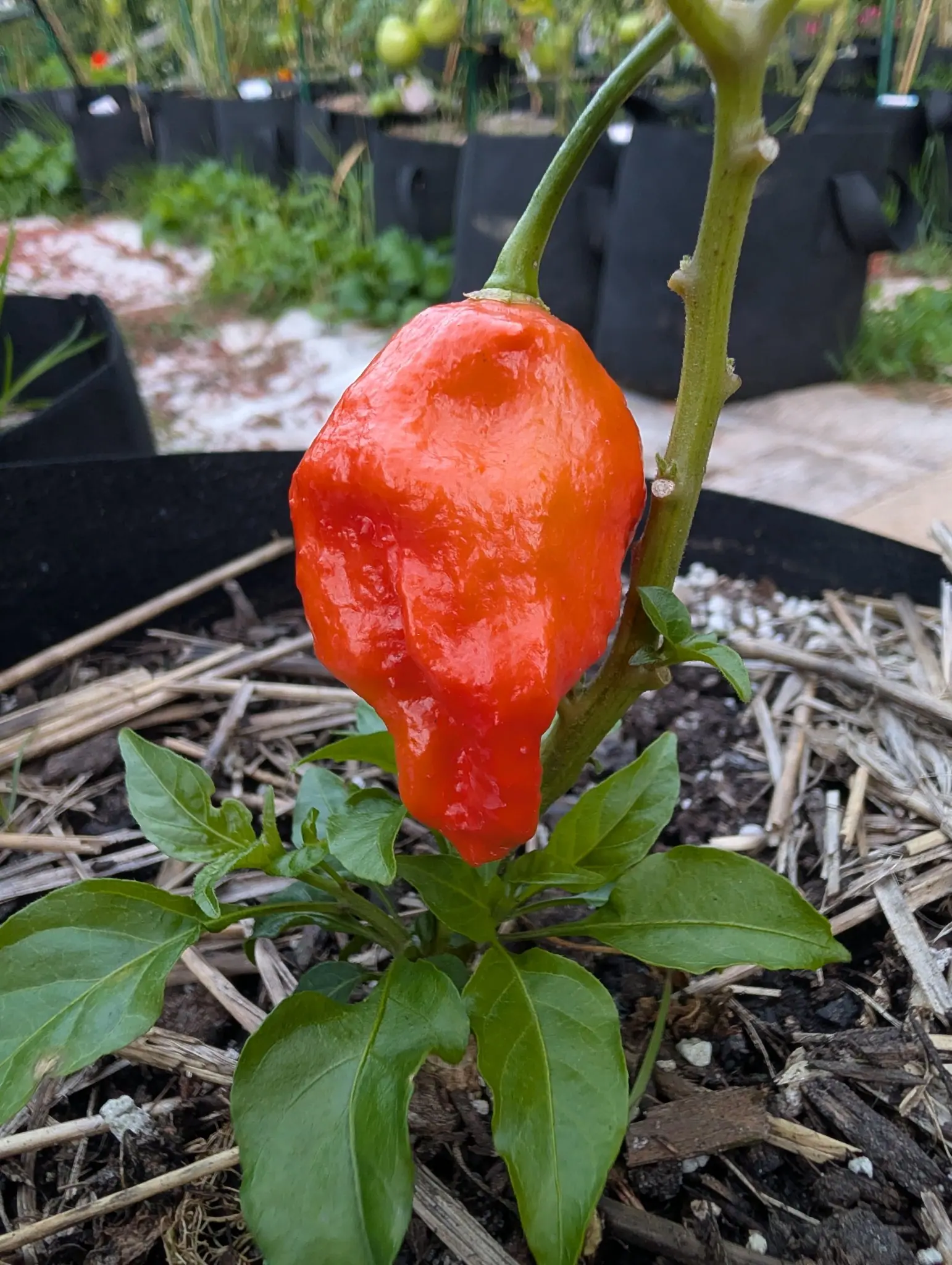 A Ghost chili on 29 August, ripened right through to a brilliant scarlet and still wet, broad at the shoulder and folded deep down its whole length to one small point, with a rosette of leaves fanned open directly beneath it.