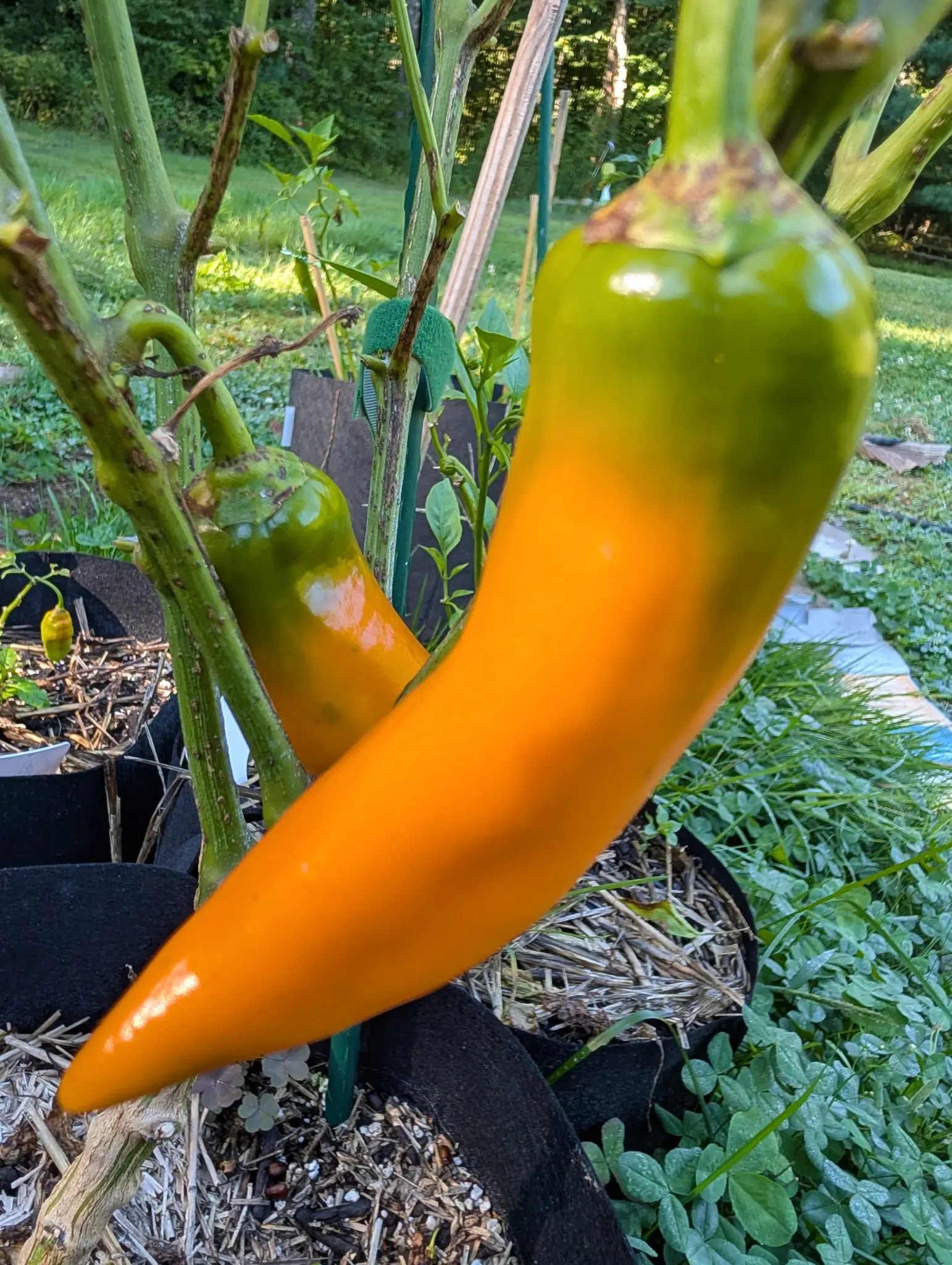 A Bulgarian Carrot chili on 29 August, curved along its length to a fine point and gone one even deep orange end to end, with a second behind it still holding green at the shoulder and clover and mown grass beyond.