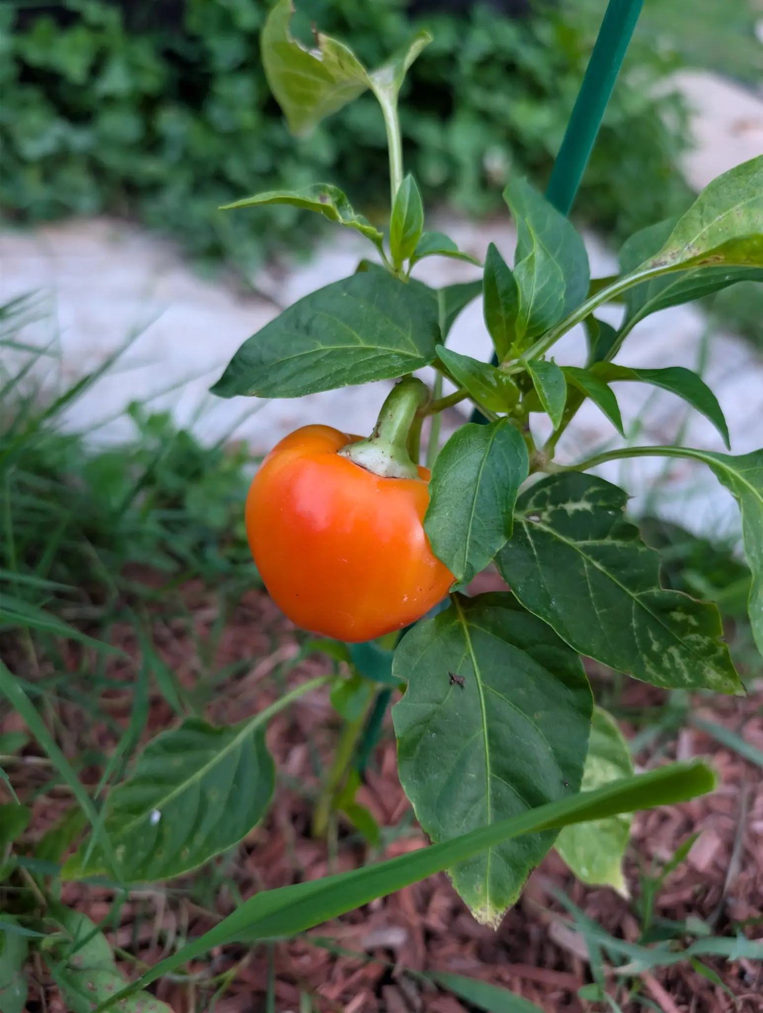 A squat blocky pepper on 29 August, ripened to a clear even orange with the shriveled remains of its own flower still stuck at the shoulder, hanging above a pale stone path with silvered and blotched leaves around it.