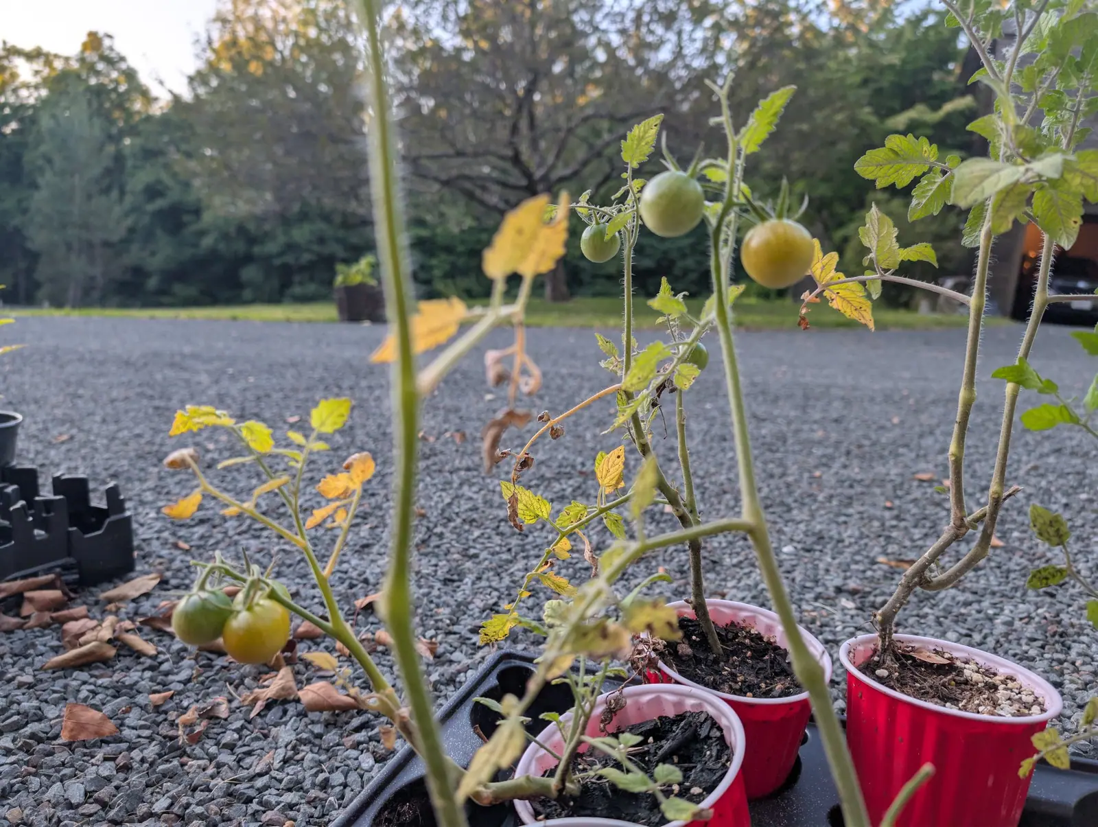 Four leggy tomato plants still in red party cups at dusk on 29 August, each carrying two or three small round fruit with one just turning yellow, their lower tiers browning off, and a lit open bay glowing in the dark building behind.