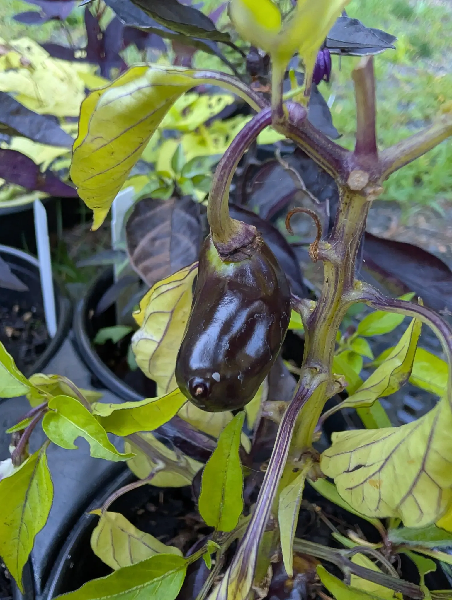 A Black Olive pepper on 29 August, so dark a purple-black it reads as eggplant, smooth and oval with faint ribs at the shoulder, hanging from a purple stalk under chartreuse leaves veined in violet with one violet flower open above.