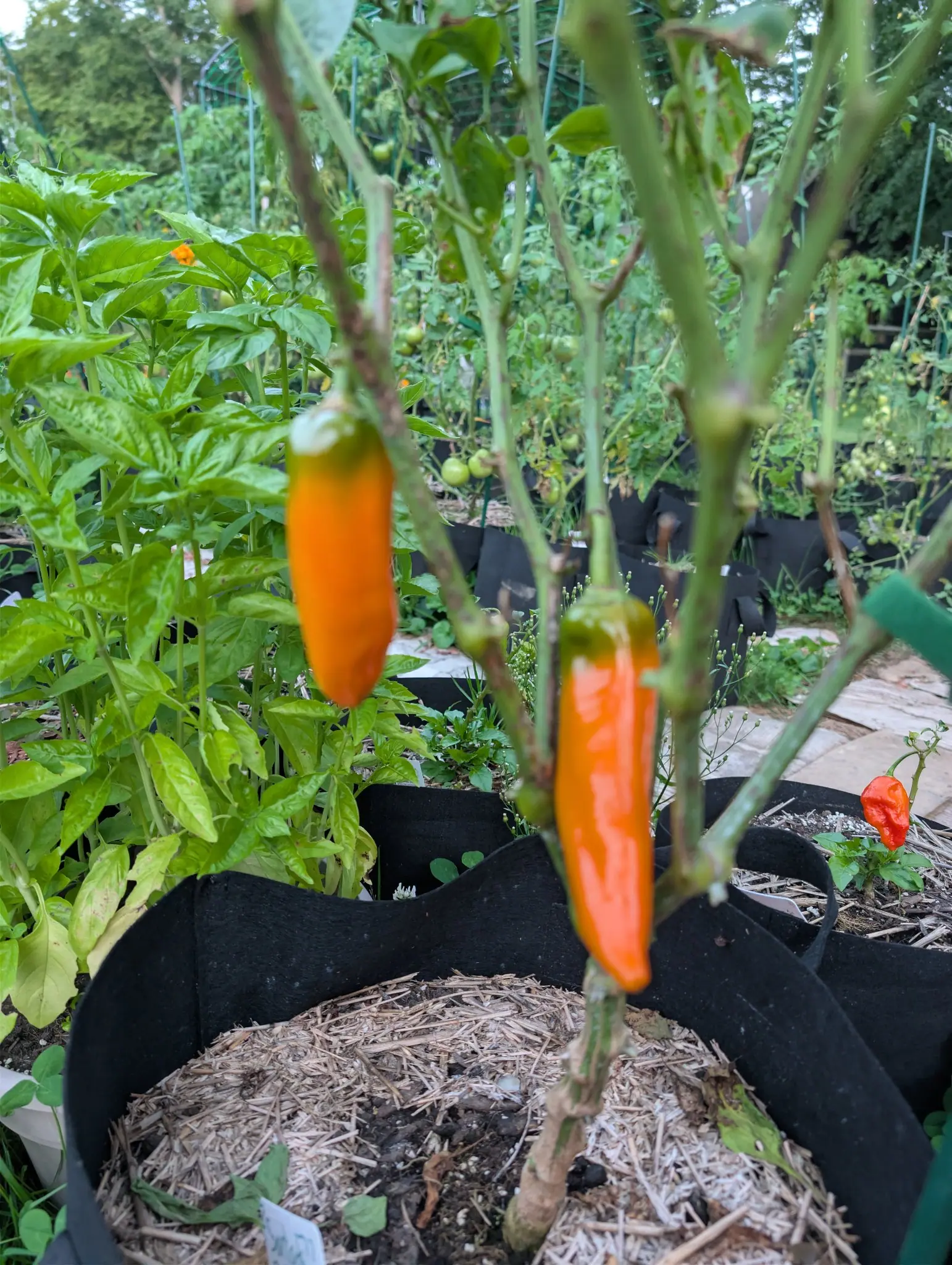 Two Bulgarian Carrot chilies on 29 August, both gone a deep even orange and drawn to blunt points, with a small scarlet one further back at the right and basil crowding into the frame from the left over a pale stone path.