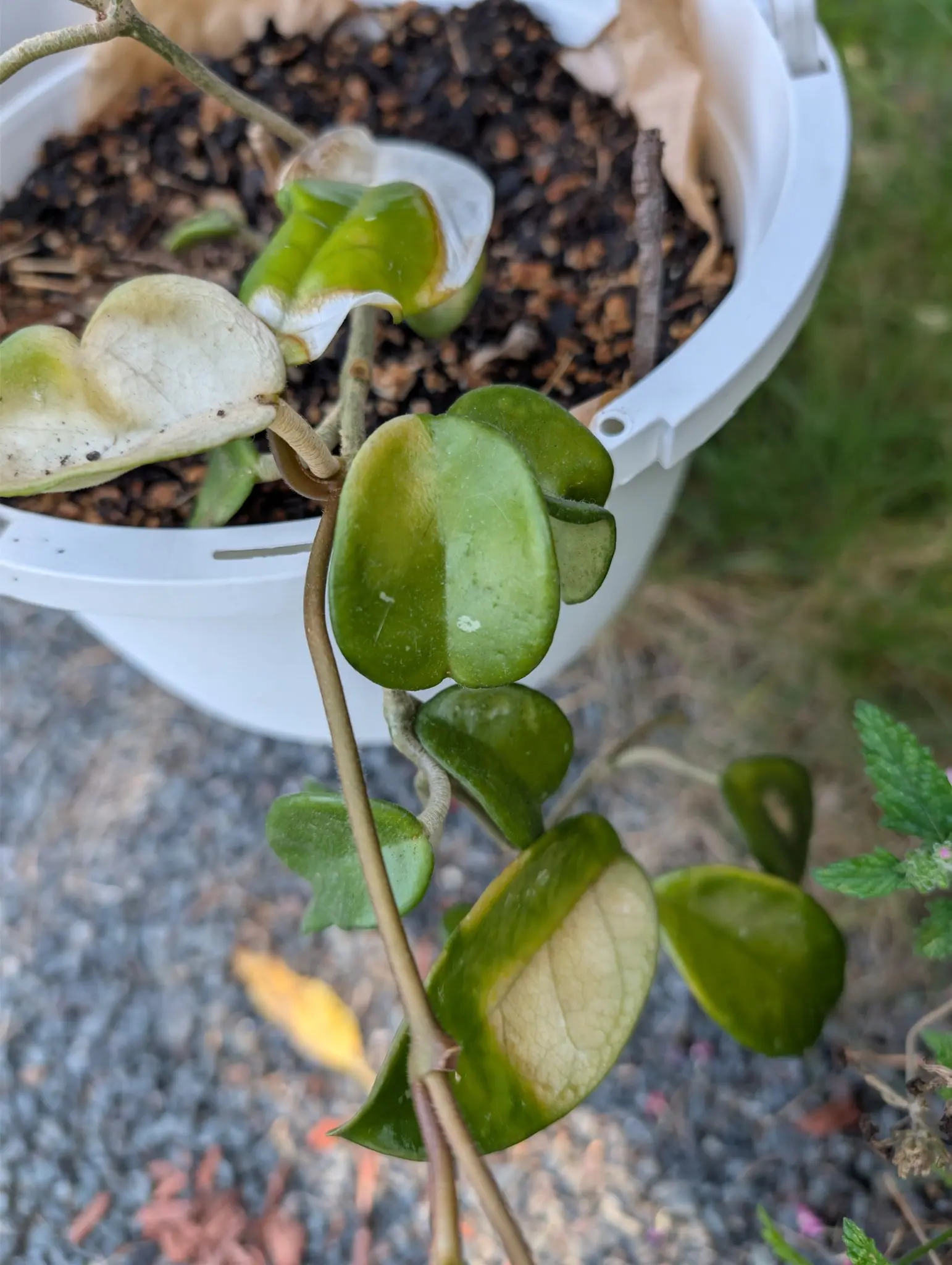 A hoya on 30 August, its thick stiff leaves held in opposite pairs the whole length of a wiry twining stem, several of them broken up in cream-and-white variegation and one bleached almost entirely away to white.