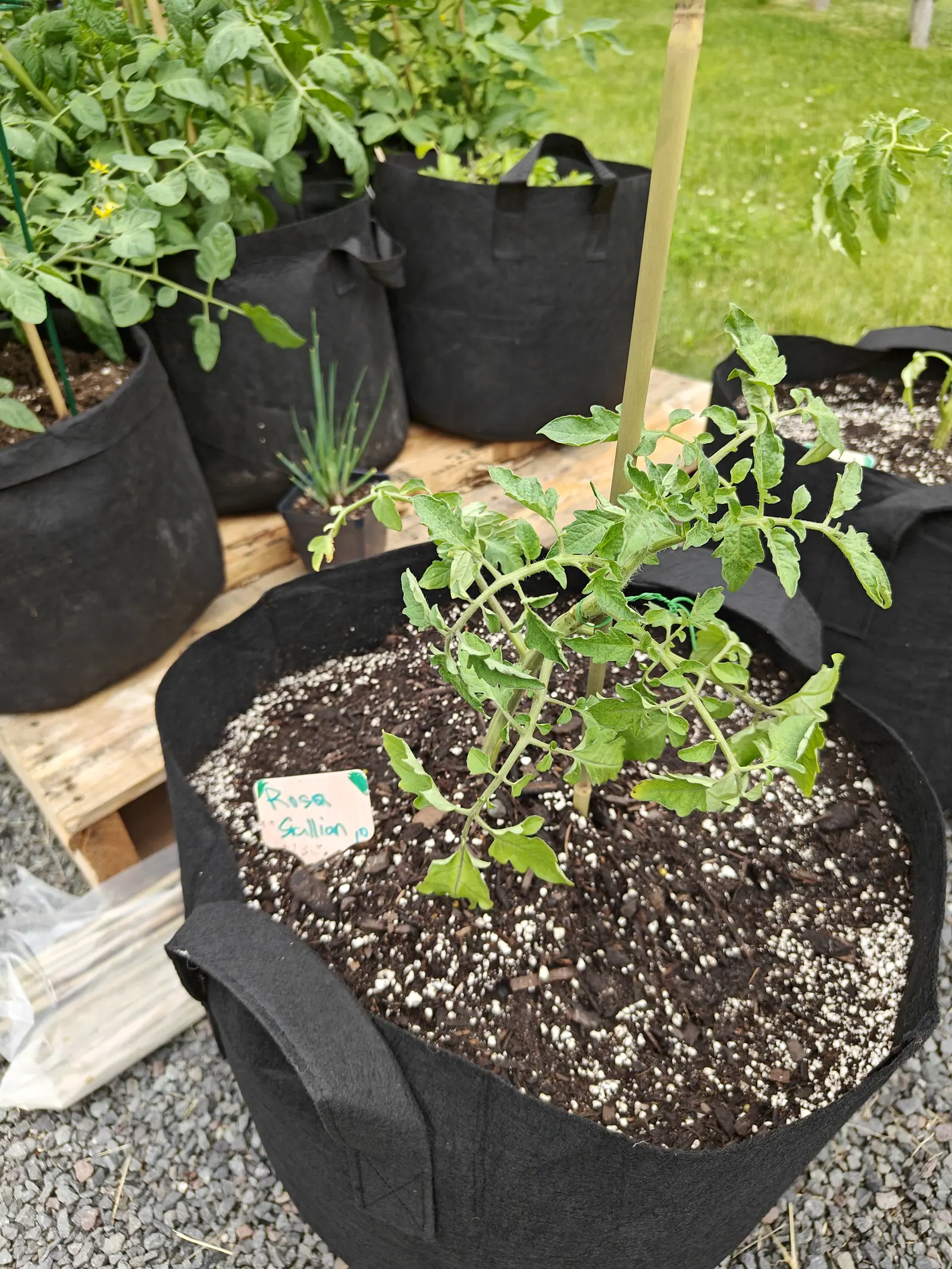 A Rosso Sicilian tomato on 7 June, gray-green and thickly fringed with white hairs, its lowest leaflets already limp — no flower on it yet, though the bushier plant behind it carries small yellow blooms, the mown grass beyond shadowless in bright overcast.