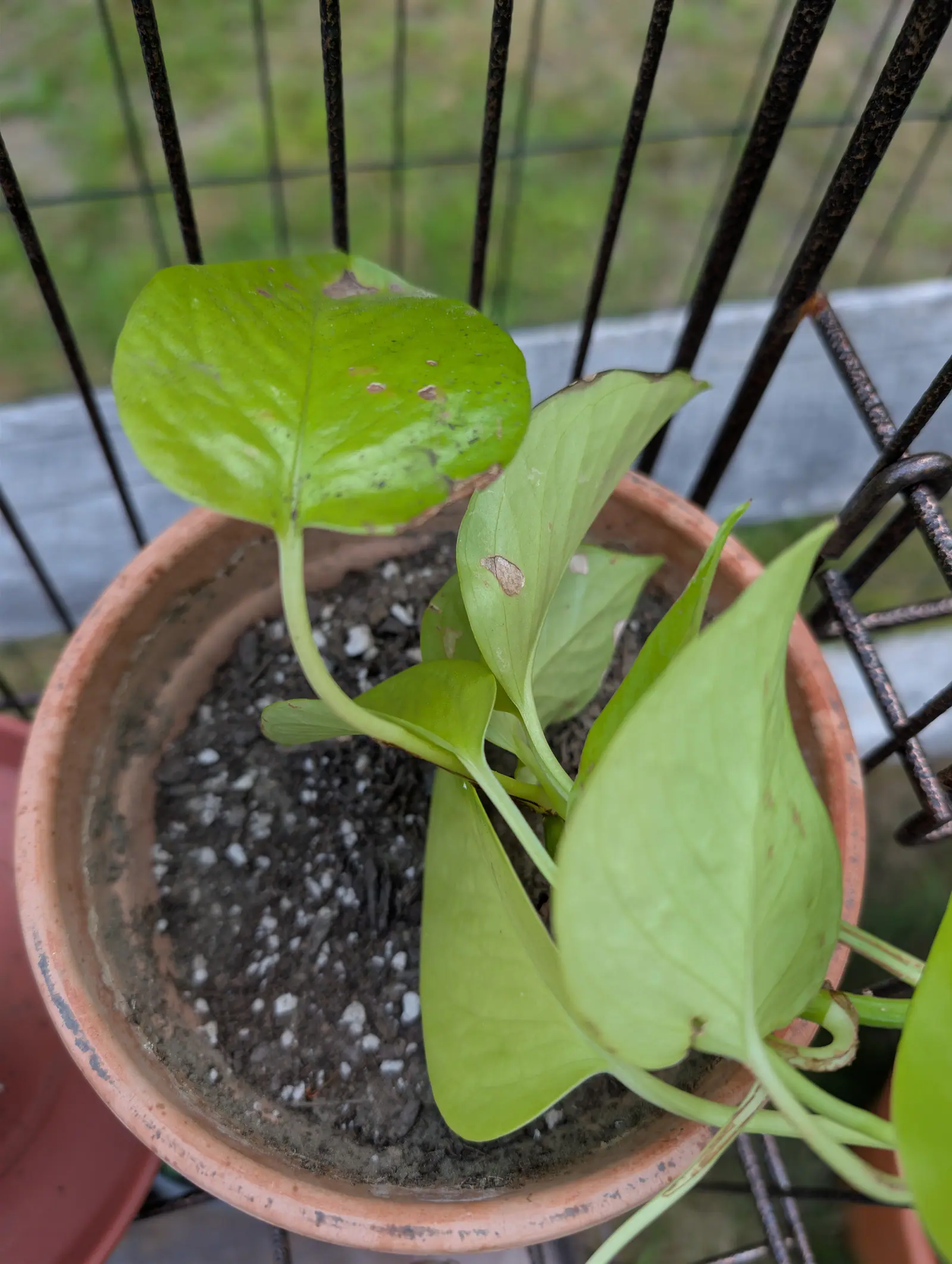 A Neon pothos on 30 August, every heart-shaped leaf the same bright chartreuse with no darker marbling anywhere on it, each held out on its own long sheathing petiole and a few of them marked with dry tan blotches.