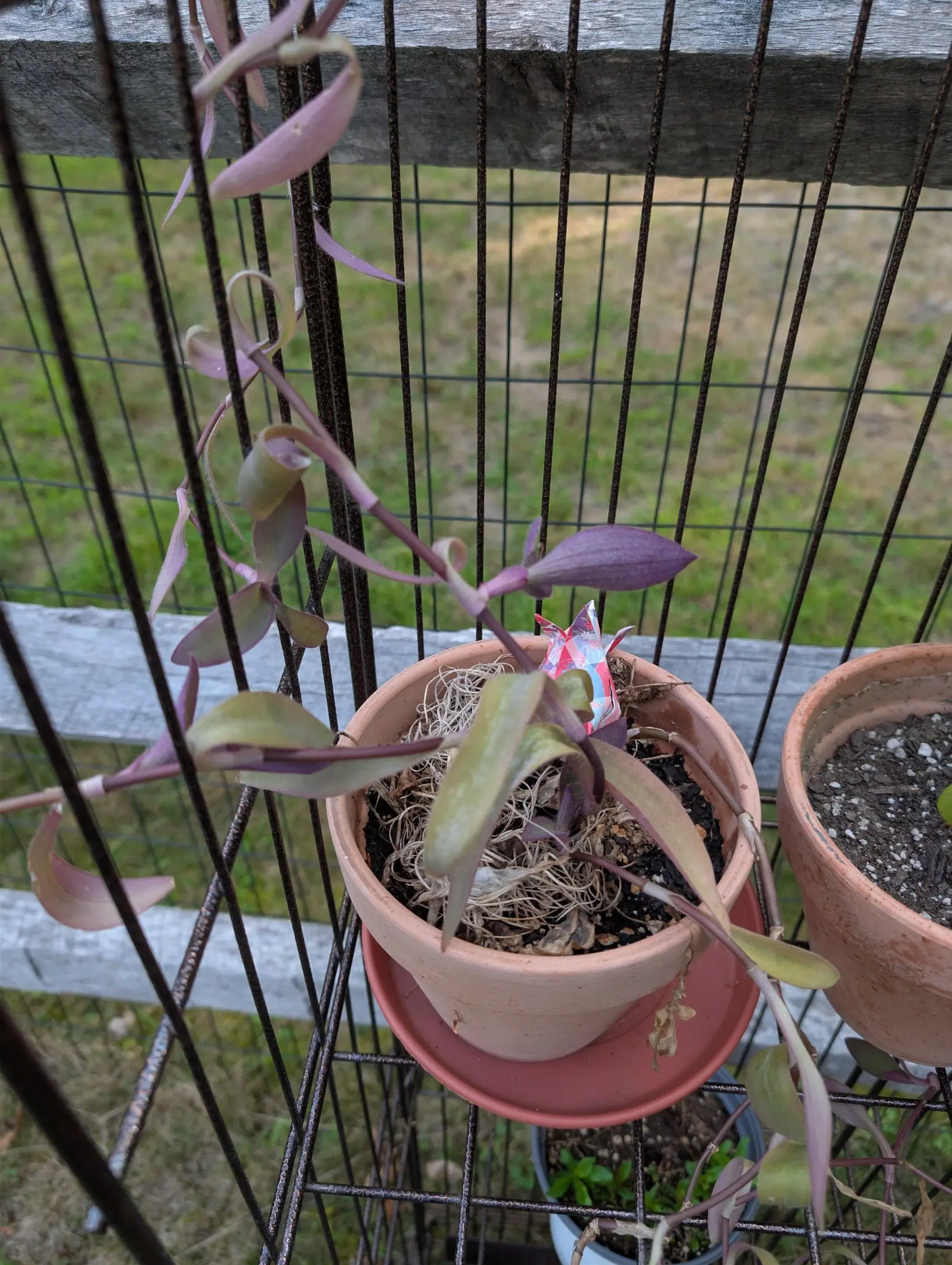 A Purpurea tradescantia on 30 August, its stems jointed and swollen at every node, the pointed leaves clasping them in alternating ranks and olive above but deep violet underneath, trailing out over a surface packed with Spanish moss.