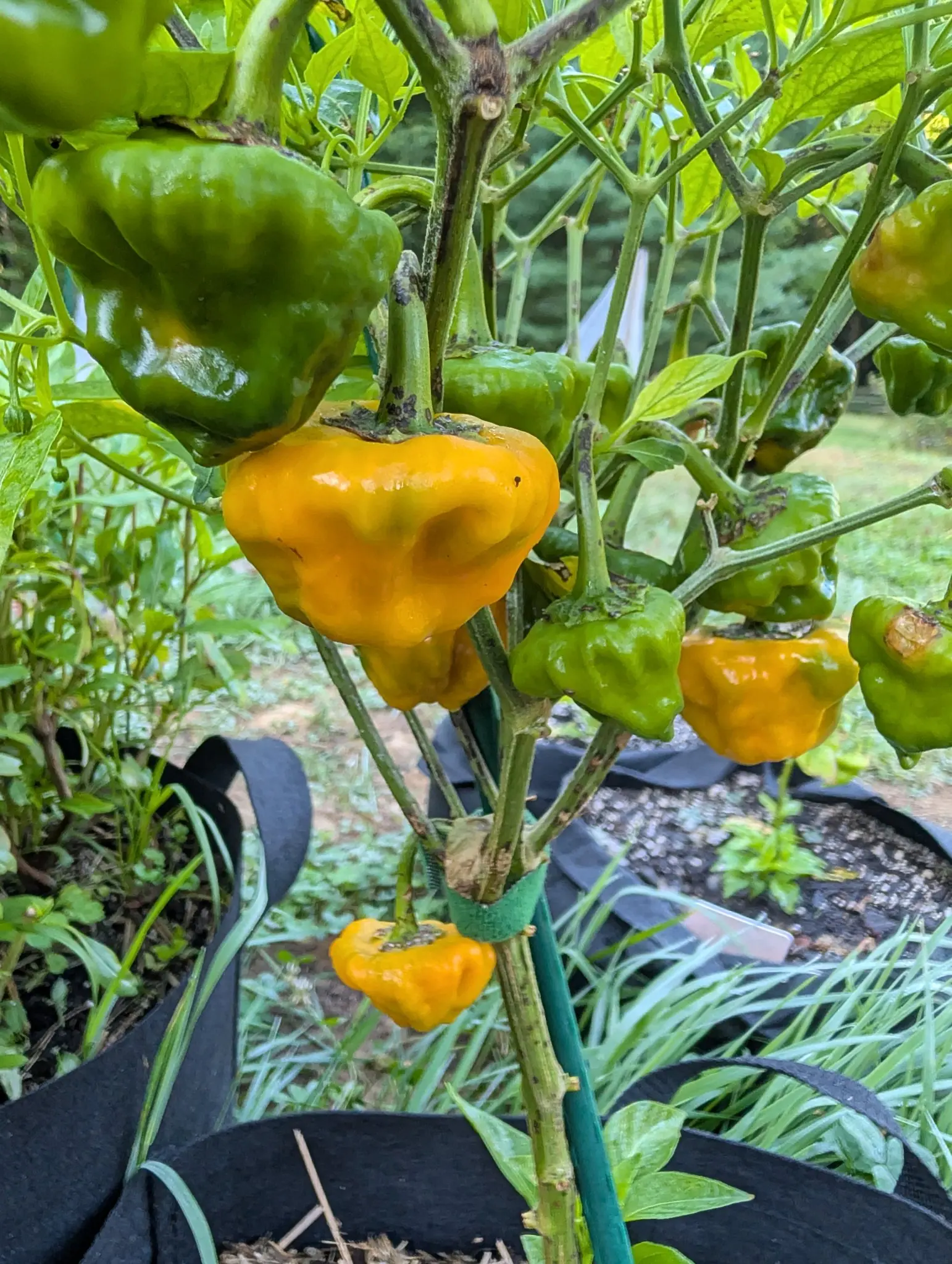 A Jamaican Yellow Mushroom plant on 31 August carrying a dozen fruit at once, deeply crumpled at the shoulders and pinched to a small blunt tip, about half still deep green and half turned a rich golden orange, with lemongrass standing beside it.