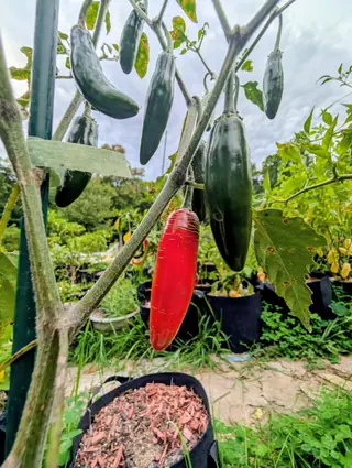 Kori Sitakame chilies on 31 August, half a dozen blunt cylinders hanging against a flat overcast sky, most of them a very dark glossy green and the one scarlet among them scored with fine pale corky lines down its shoulders.