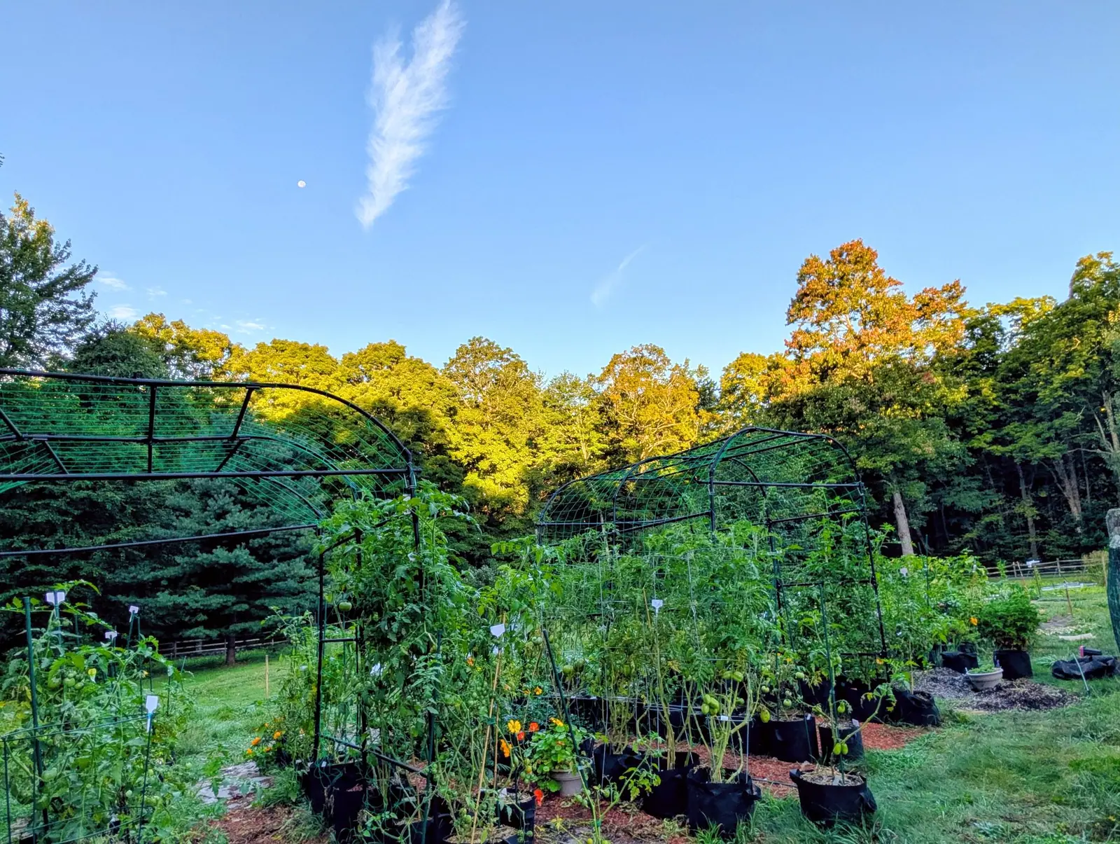 The garden in the last of the low golden light on 31 August, nasturtiums flowering orange right along the near edge, the woodland behind it still catching sun, and the moon already up in a clear blue sky over all of it.