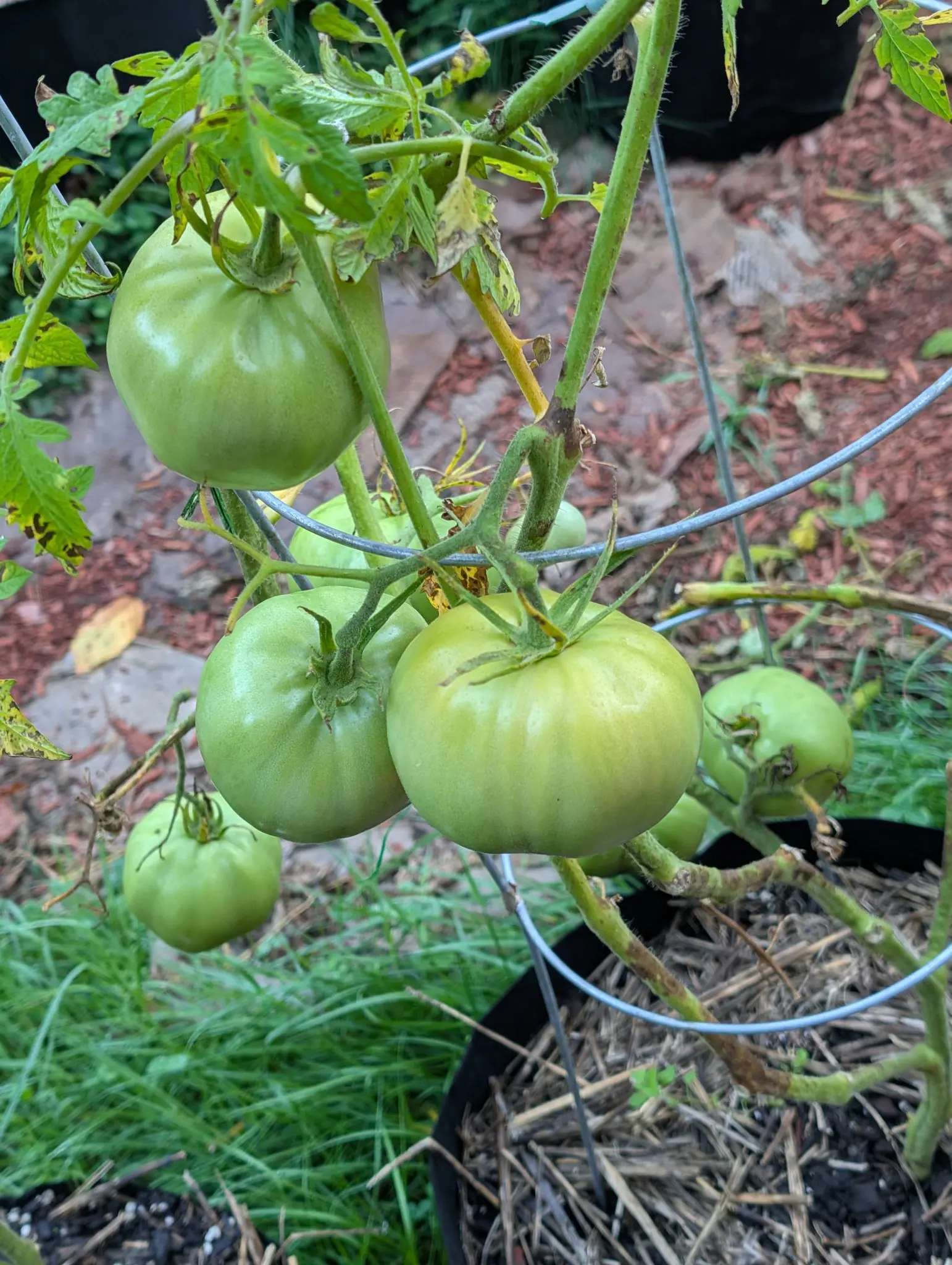 Five or six Delicious tomatoes on 31 August, all of them still pale green and shallowly ribbed across the shoulders, the broadest already flattening out, held on hairy trusses under foliage spotted and holed above them.