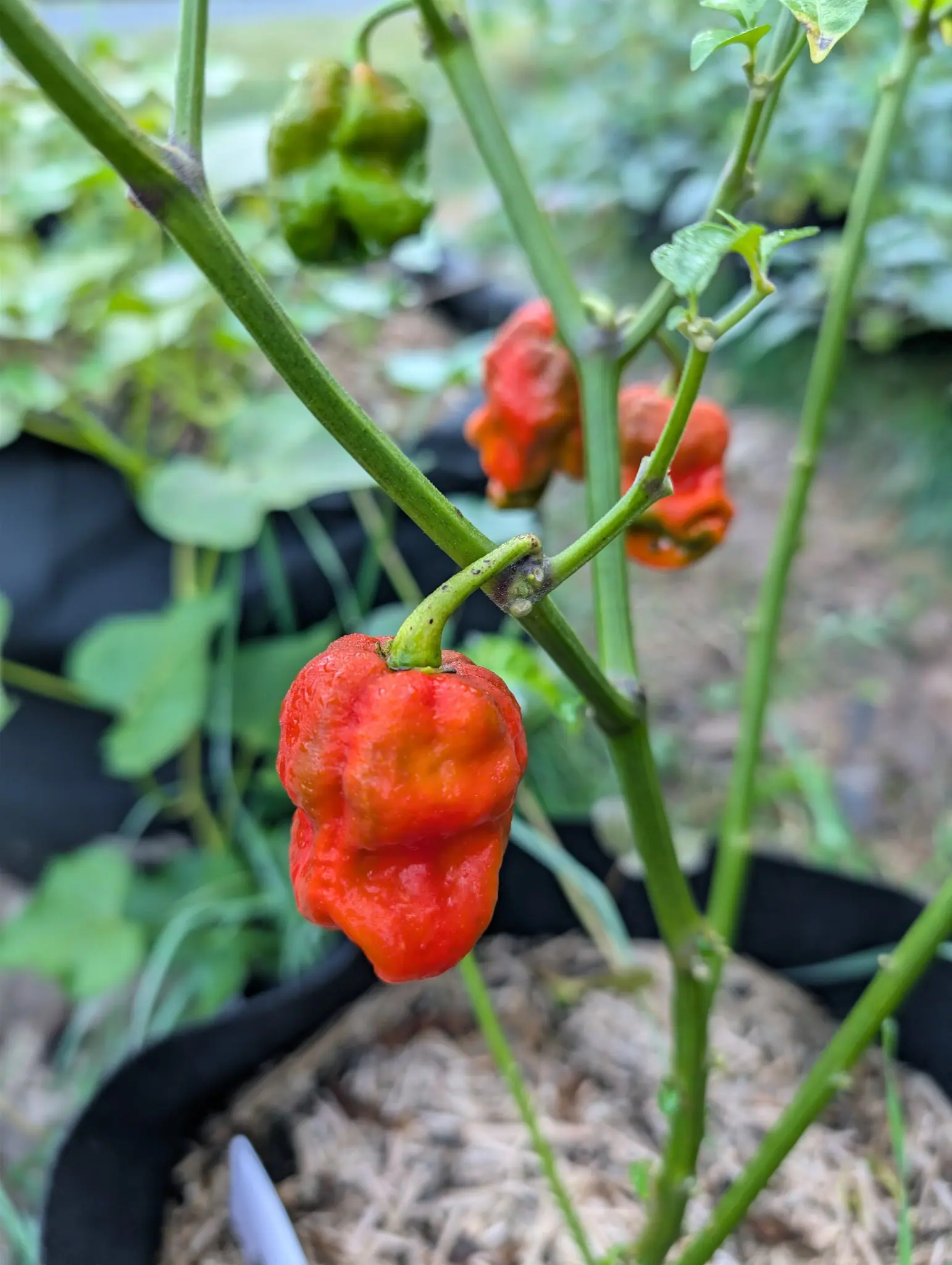 Three Armageddon chilies on 31 August, each broad-shouldered and gathered into deep irregular folds before drawing to a small wrinkled tip, the nearest one ripened through to a wet scarlet while the two behind it are still orange.