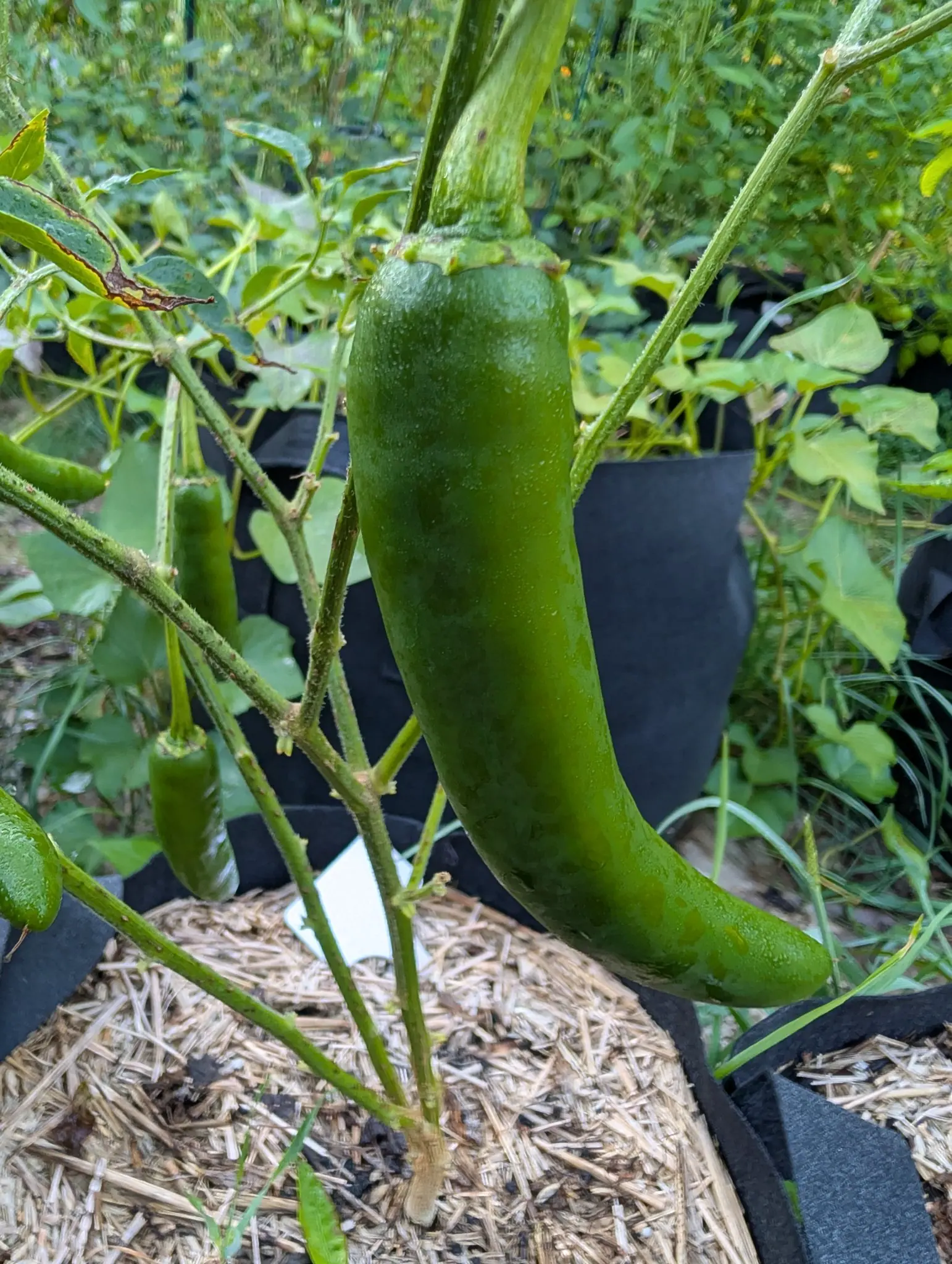 A Megatron jalapeno on 31 August, smooth glossy dark green with a broad flat shoulder and one slight curve down its length, beaded all over in dew, with two smaller ones behind it and sweet potato foliage sprawling past.
