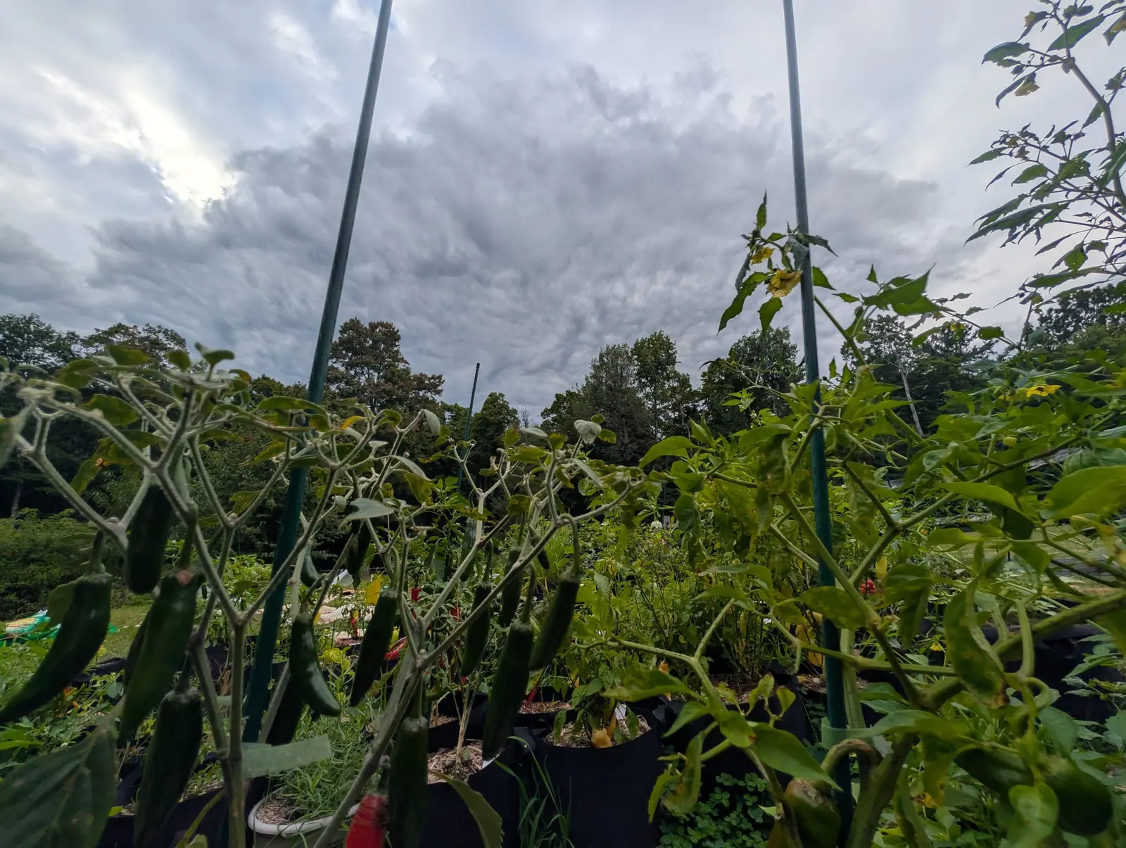 Shot from under the canopy on 31 August: slender green chili pods hang right across the foreground on hairy gray-green stems, with tomatillo husks and mown grass receding behind them under a heavy gray cloud deck.
