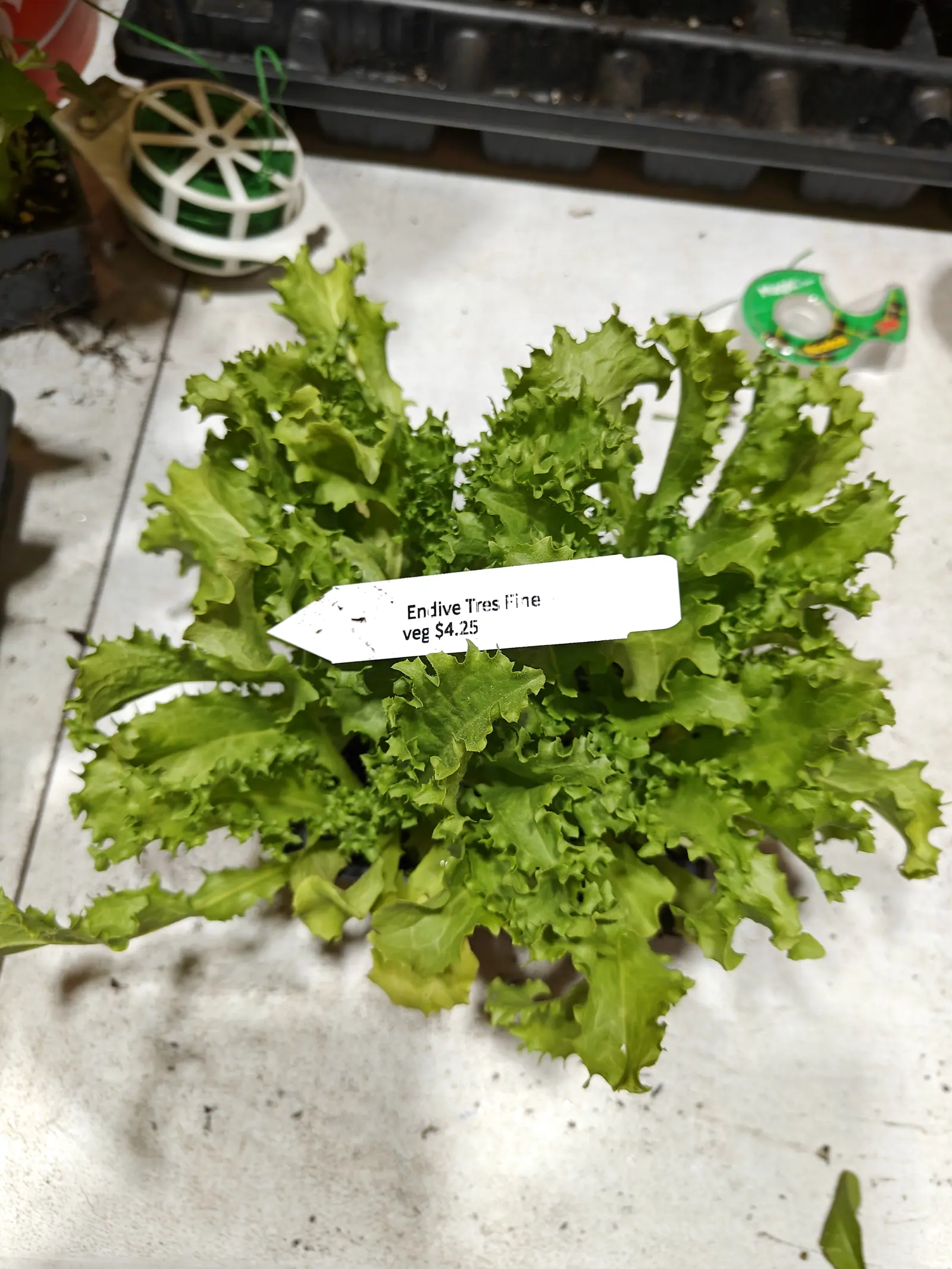 A low salad rosette on 6 June, its spoon-shaped blades cut deeply into sharp lobes and frilled and curled along every margin, short stiff bristles running the edges and one outer leaf gone pale yellow, in flat dim indoor light.