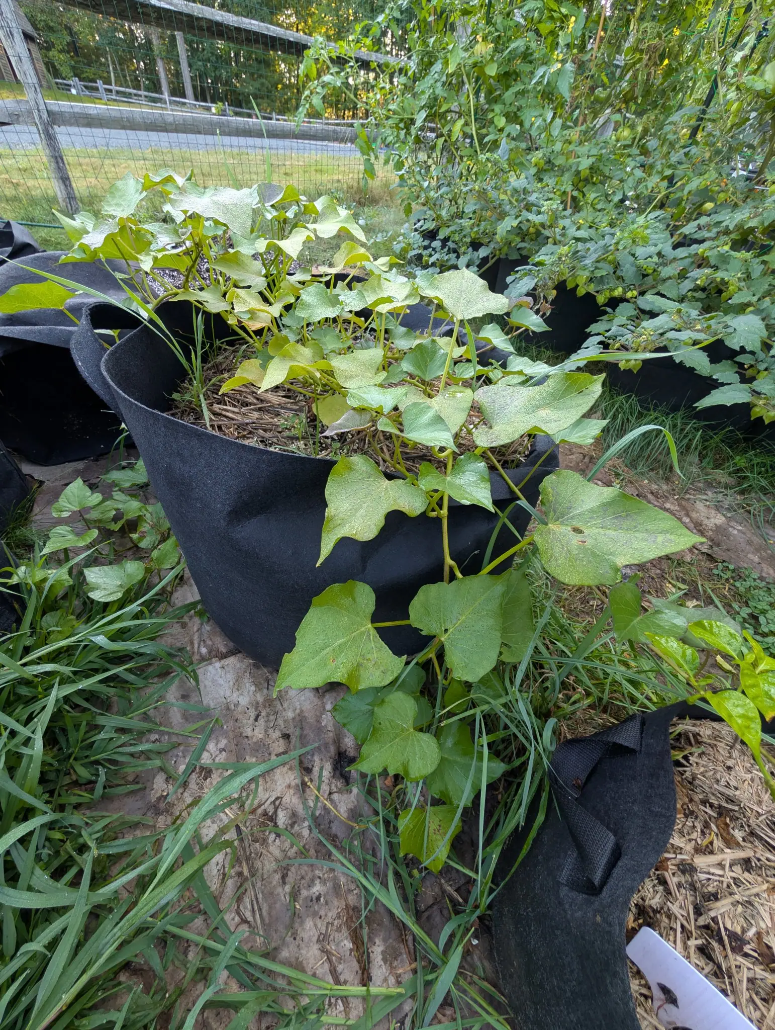 A sweet potato vine on 31 August carrying both leaf shapes at once — some broad and entire, some cut into three deep lobes — on purple-flushed stems that spill over the rim and root down wherever they touch, the road just beyond.