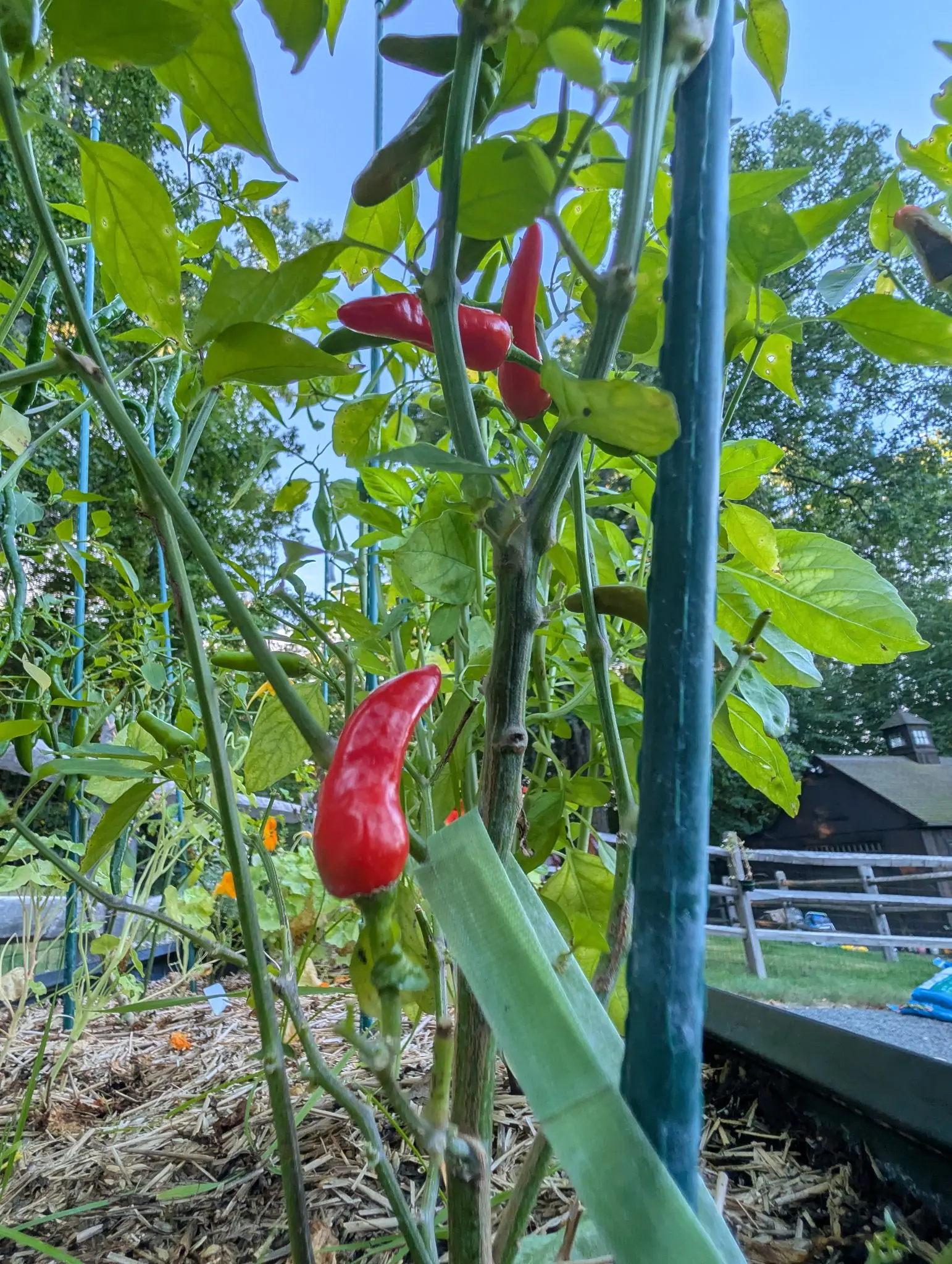 Piri Piri chilies on 31 August, small and slender and held upright pointing outward instead of hanging, four of them ripened bright scarlet to fine points and the rest still green, with a dark shed and its hung lantern beyond.