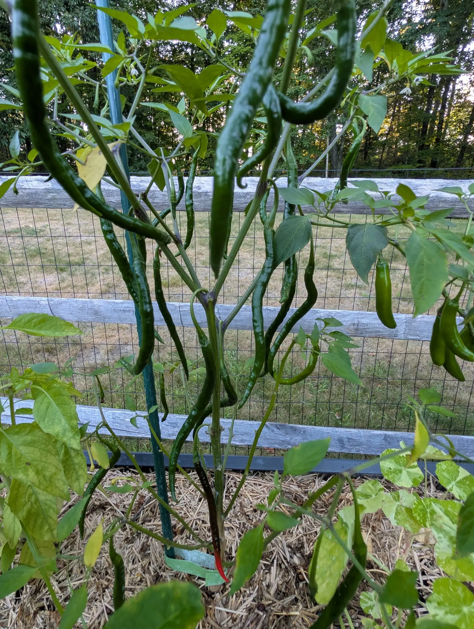 A Gong Bao plant on 31 August hung with two dozen pods at once, all still deep glossy green, most falling straight down but several curling and kinking back on themselves, the longest of them nearly as tall as the stake alongside.