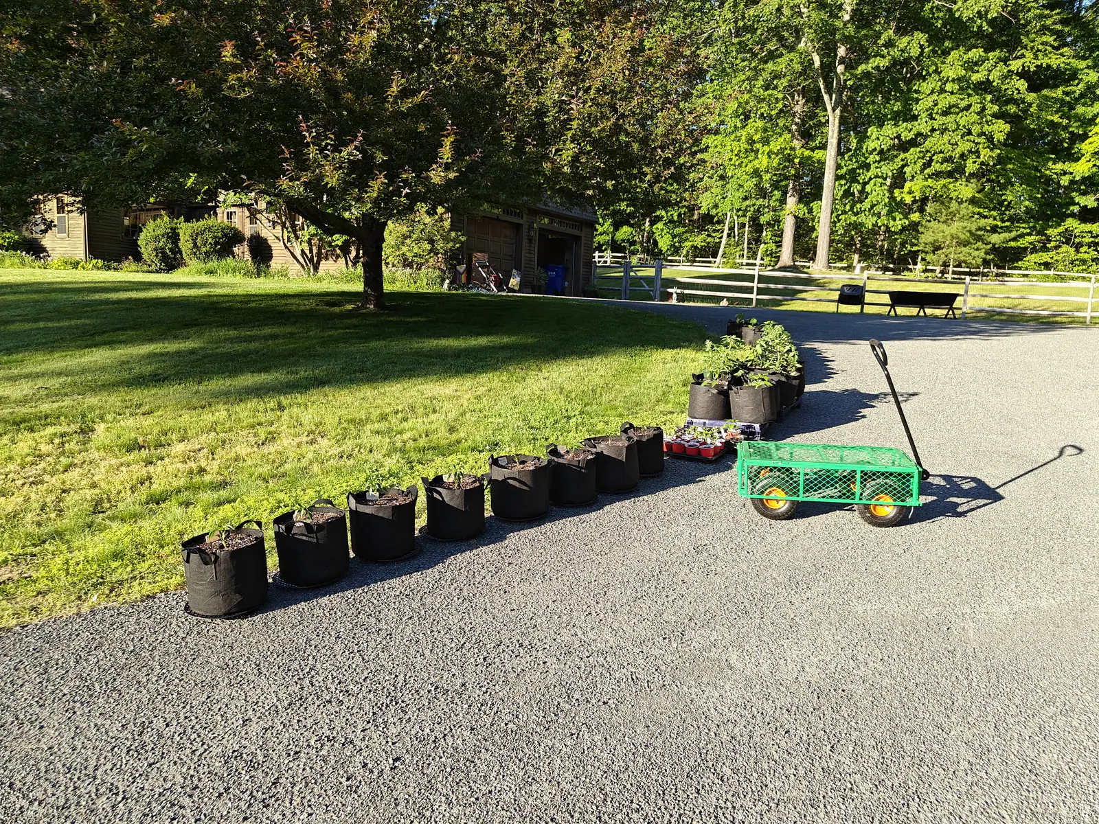 On 3 June the whole edge of the drive is one long line of single seedlings, each alone in fresh dark mix and none of them yet grown enough to tell one from another, with the house and its mature trees behind in low early sun.