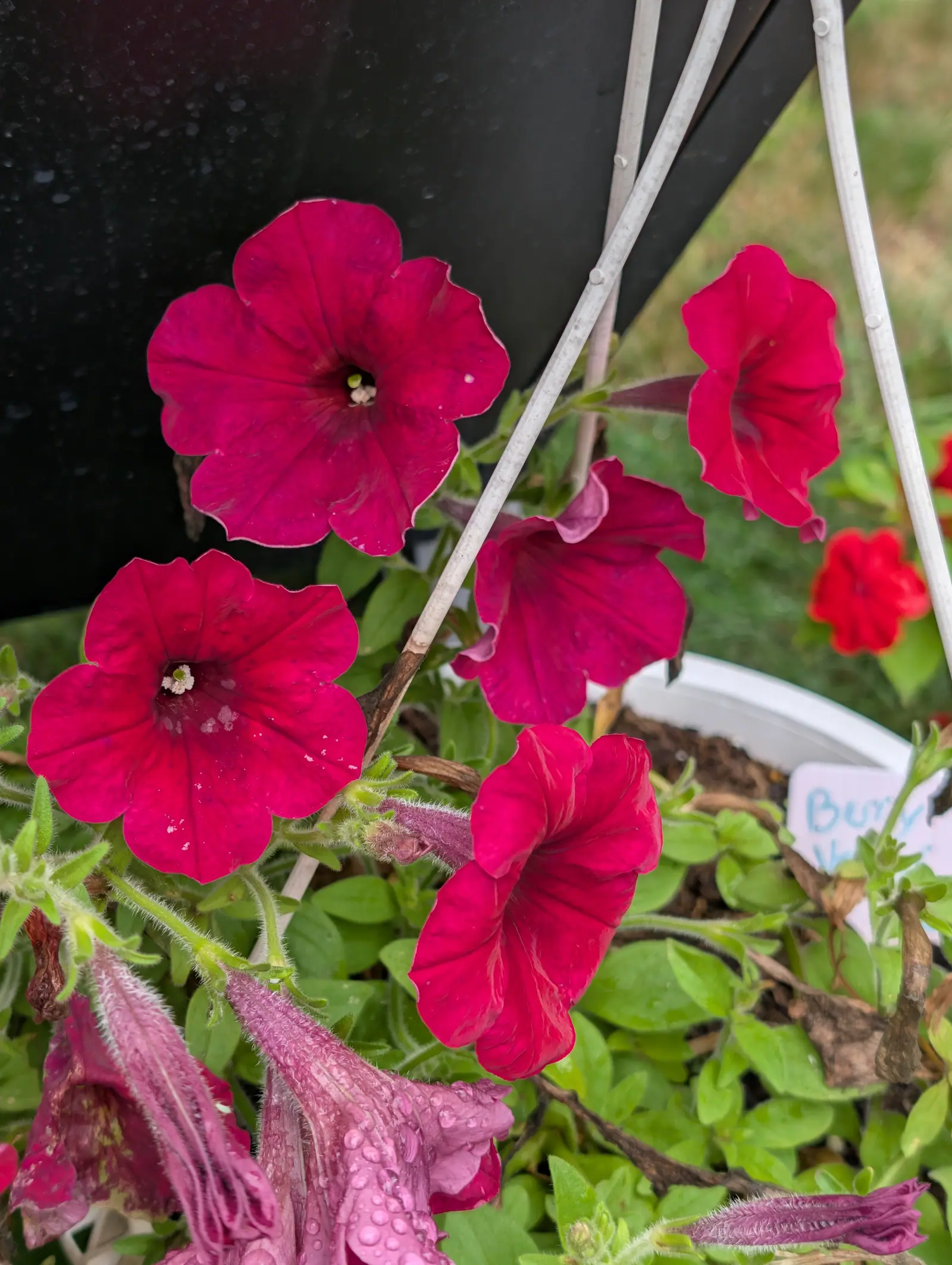 Easy Wave Berry Velour petunias on 2 September, five funnels open at once in deep magenta-crimson with wavy ruffled rims and dark veins running in to a small pale throat, and below them the spent ones hanging shriveled and purple-pink.