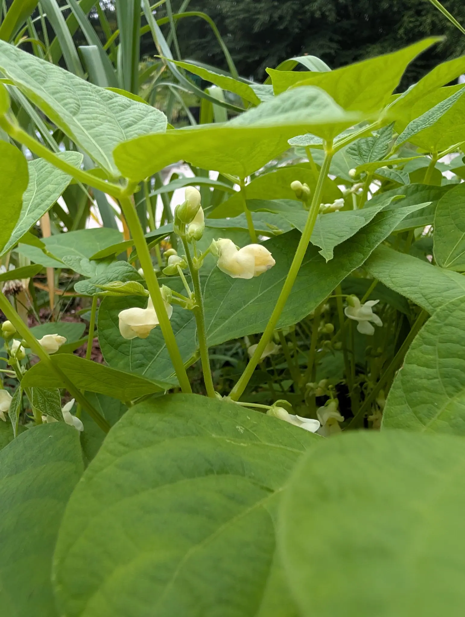Gold Rush beans from underneath on 2 September, a spray of cream-white flowers with the keel curled sideways on the open ones and the rest still tight in bud, the trifoliate leaves around them lit through to yellow-green by the overcast sky.