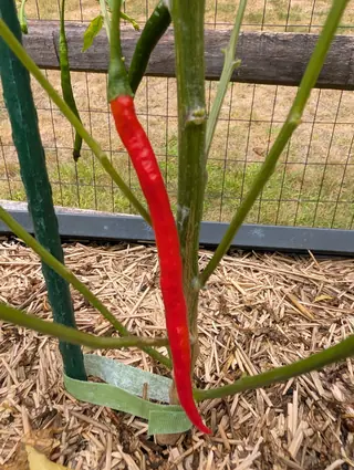 A Gong Bao chili on 2 September, gone scarlet and hanging straight point-down from a thick pale woody stem, its skin rippled the whole way along, with two thinner dark green ones still unripe behind it over dry mown grass.