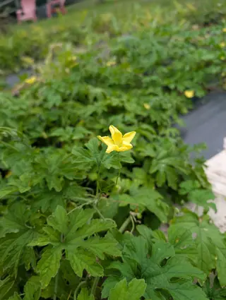 A bitter melon vine on 2 September, its leaves cut into five to seven narrow toothed lobes and matted the length of the bed, with one pale yellow flower standing clear on a long stalk in sharp focus and the rest of the mat gone soft behind it.