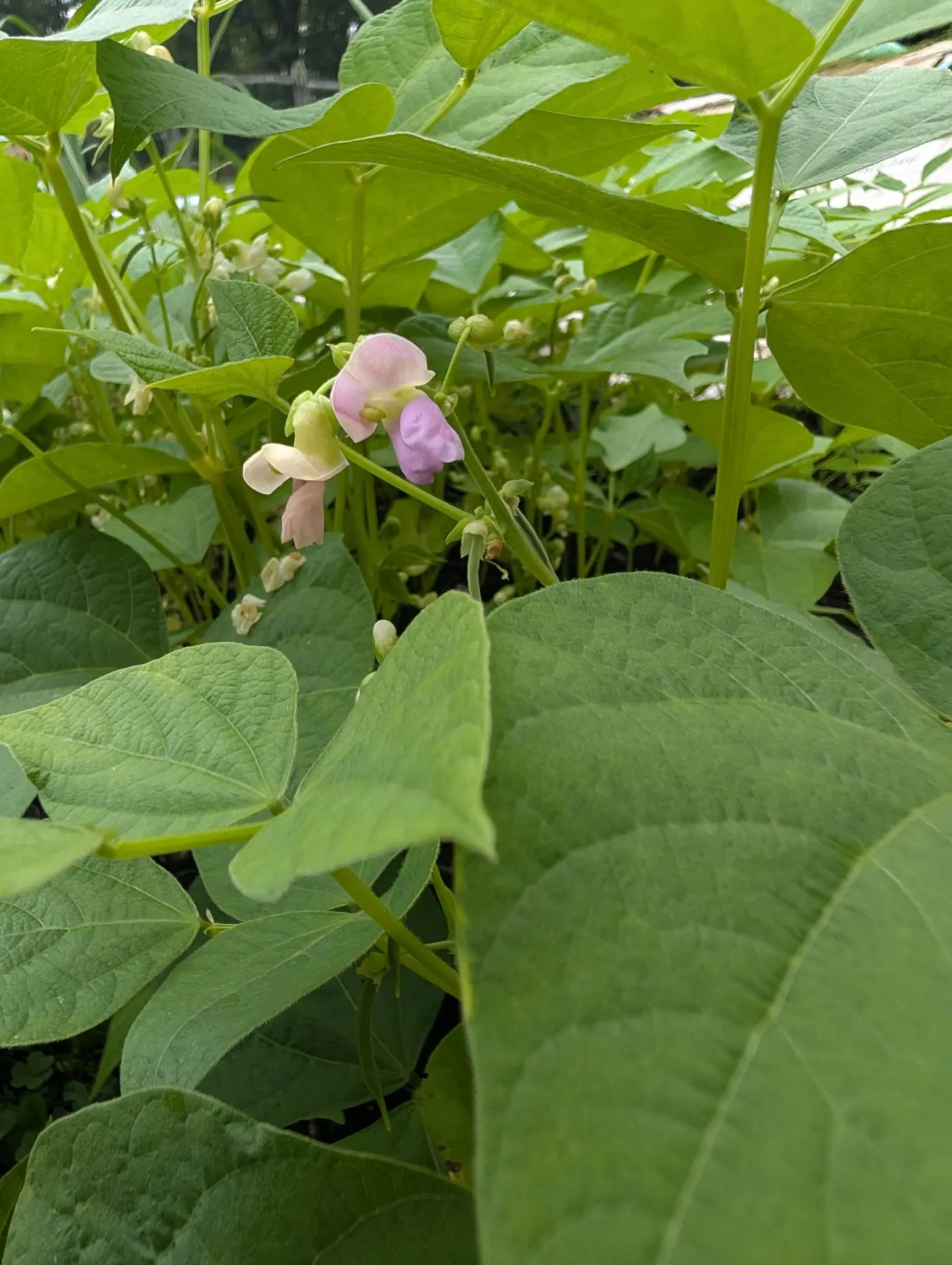 Contender beans on 2 September, two blooms open on one stalk in lilac-pink and deeper mauve with a paler cream wing on the nearer, a third faded to blush beside them and pale buds clustered all around under broad heart-shaped leaves.
