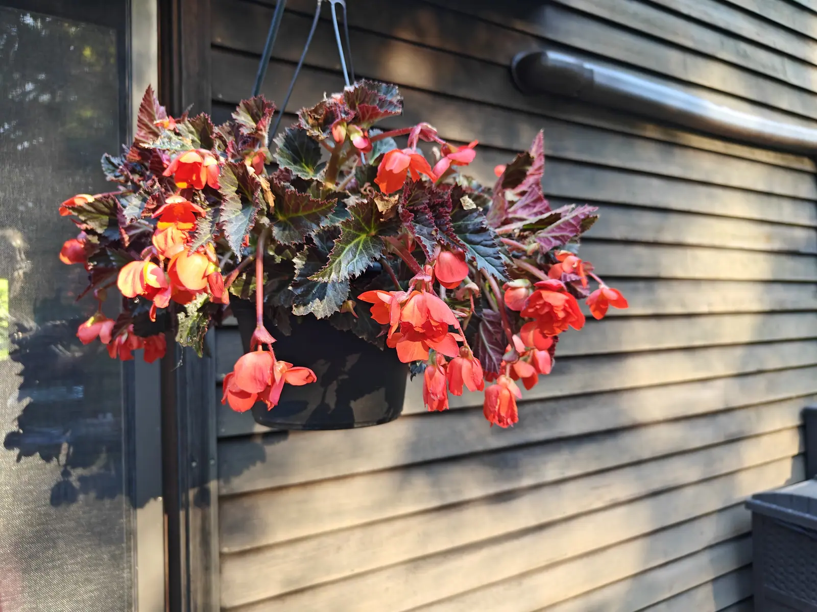 A tuberous begonia on 4 June, coral to scarlet blooms nodding on hairy pink stalks — ruffled semi-doubles among singles that show a boss of golden stamens — over lop-sided bronze-purple leaves, with low sun raking across the boards behind.