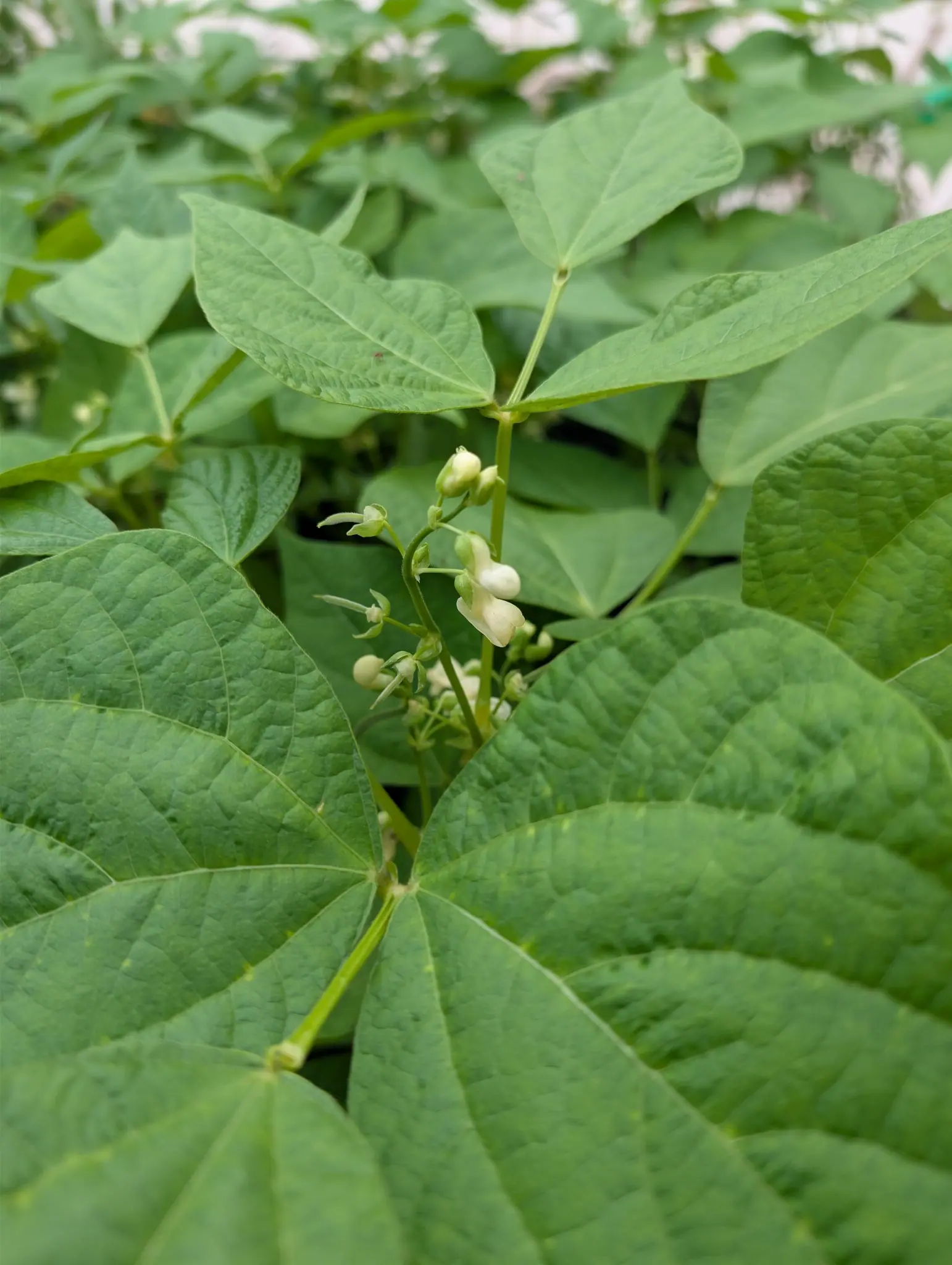 Gold Rush beans from directly above on 2 September, a short cluster of cream-white flowers and plump pale buds sitting exactly where three stems meet, ringed by heart-shaped leaves deeply parallel-veined and half of them in shadow.