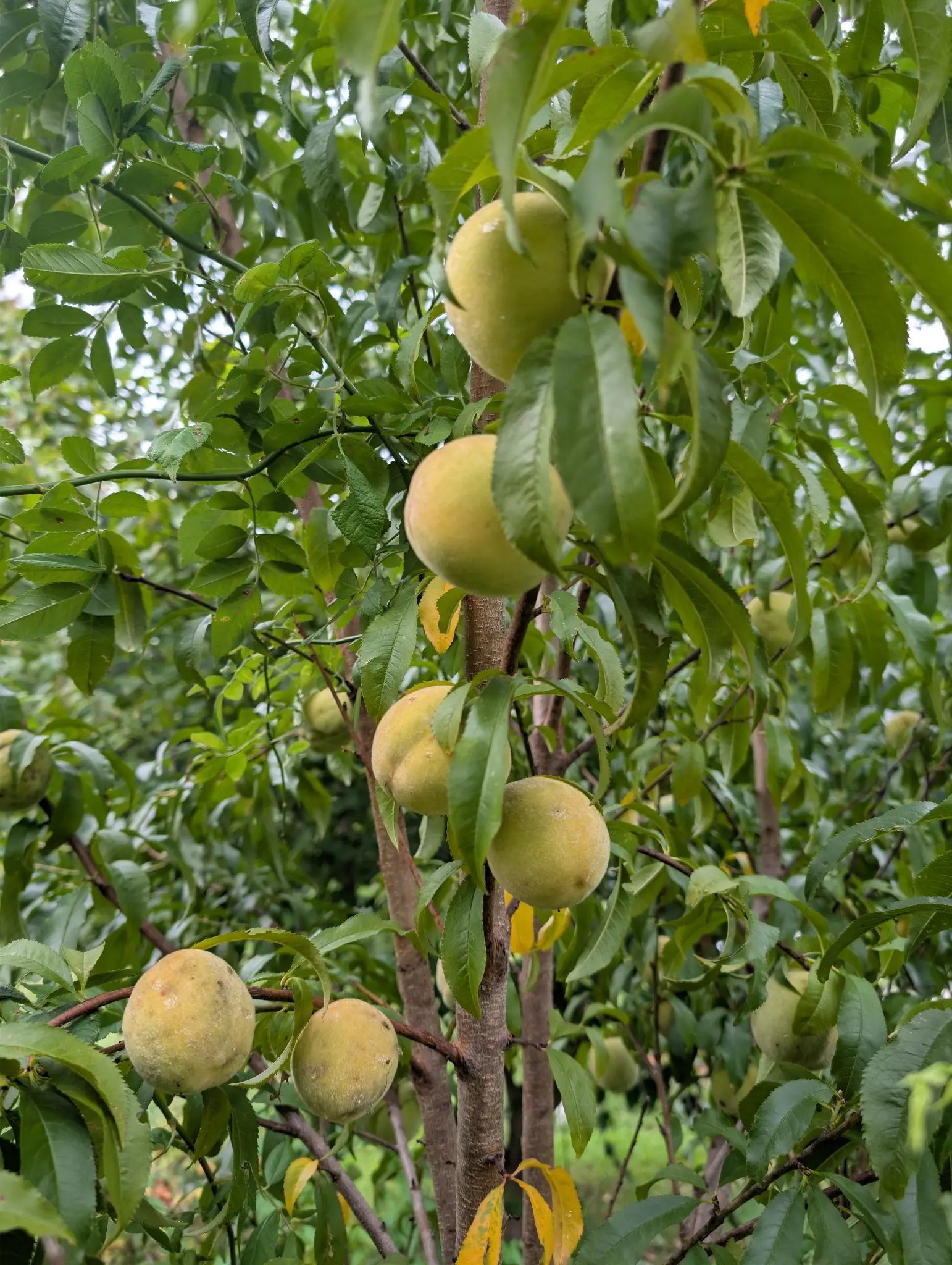 Peaches on 2 September, still pale green washed with cream and butter yellow, fuzzy and hanging singly or in pairs tight against the smooth gray-brown wood, with the long narrow leaves around them going clear yellow in flat overcast light.