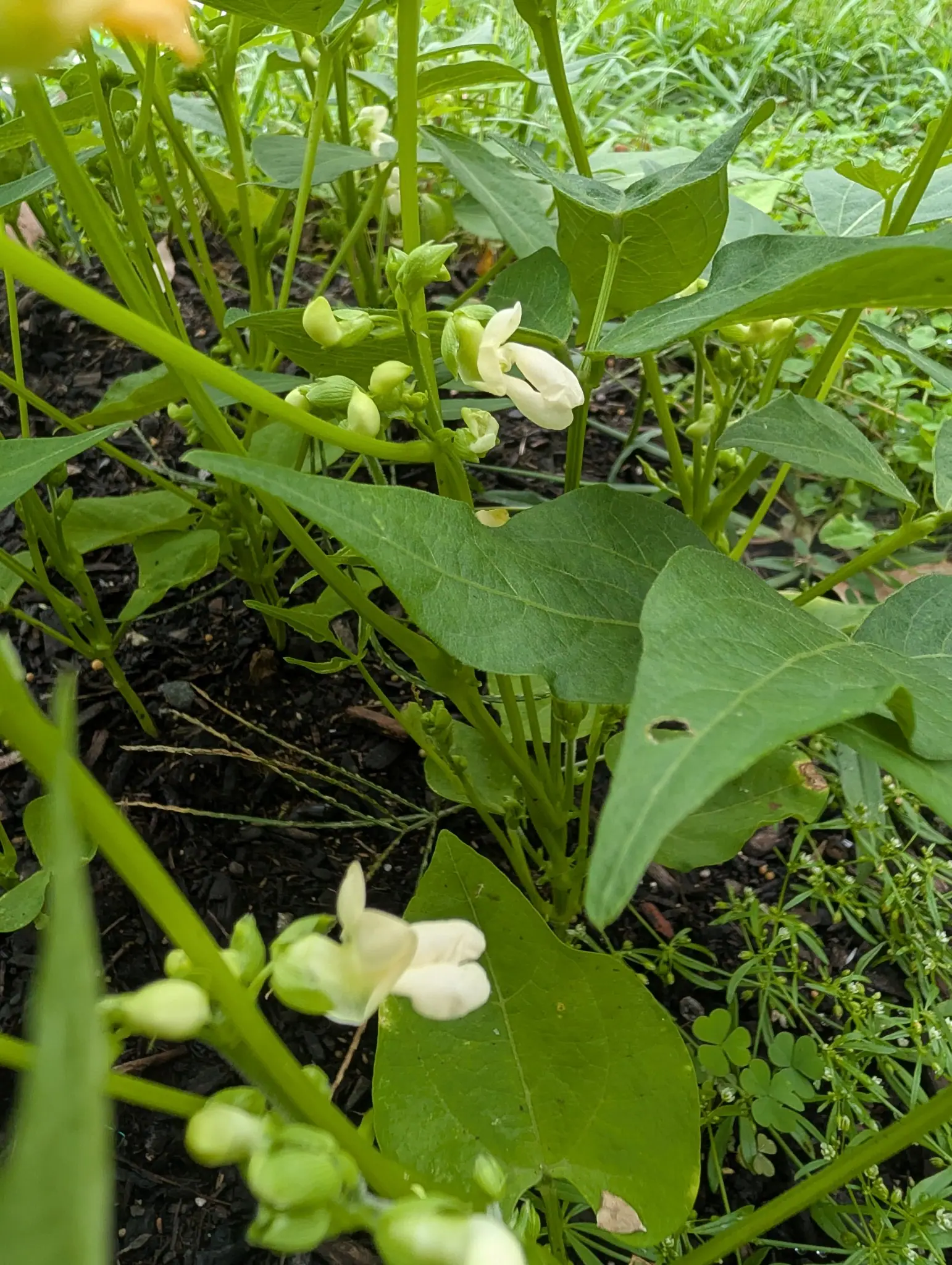 Tavera beans on 2 September, one flower open with its keel twisted right over and the others still fat pale buds, and through the leaf beside them a clean round hole punched straight out, clover-like weeds pushing up at the right.